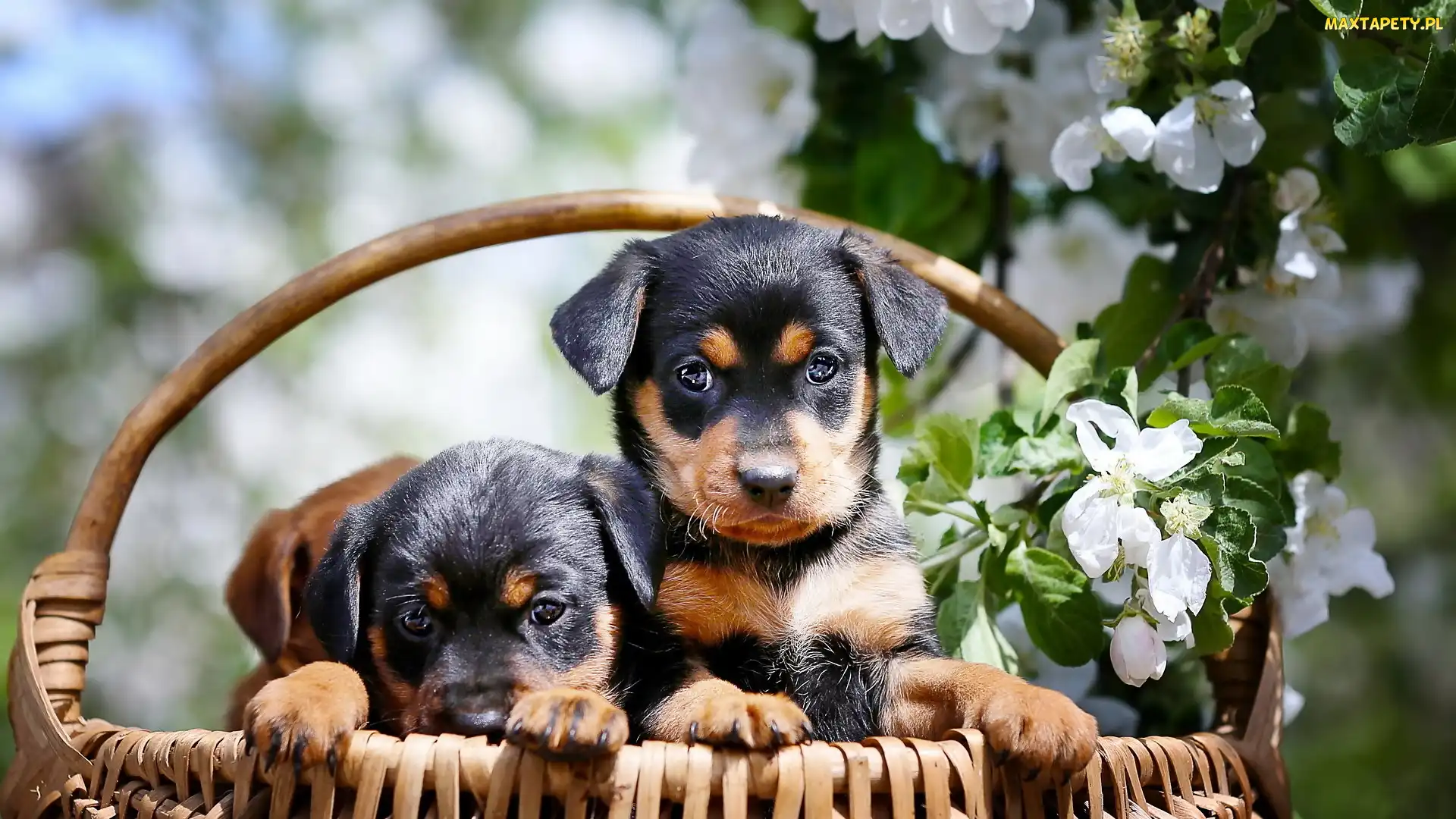 Koszyk, Rottweiler, Psy, Szczeniaki