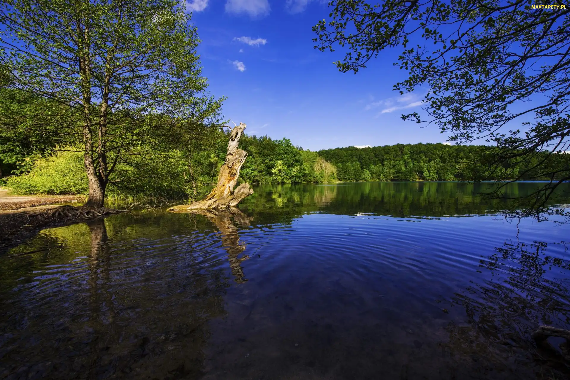 Drzewa, Jezioro, Chorwacja, Park Narodowy Jezior Plitwickich