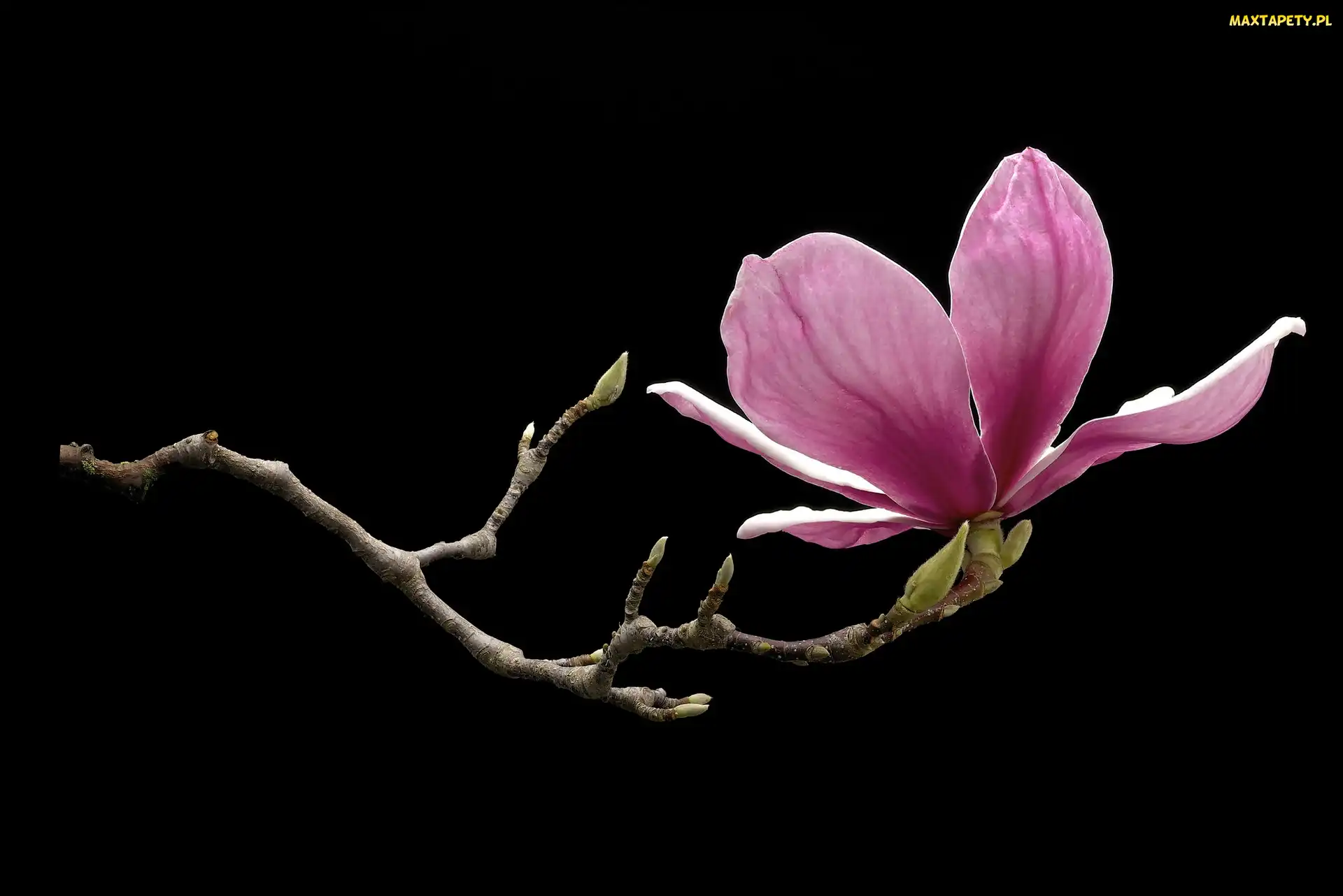 Czarne, Tło, Magnolia