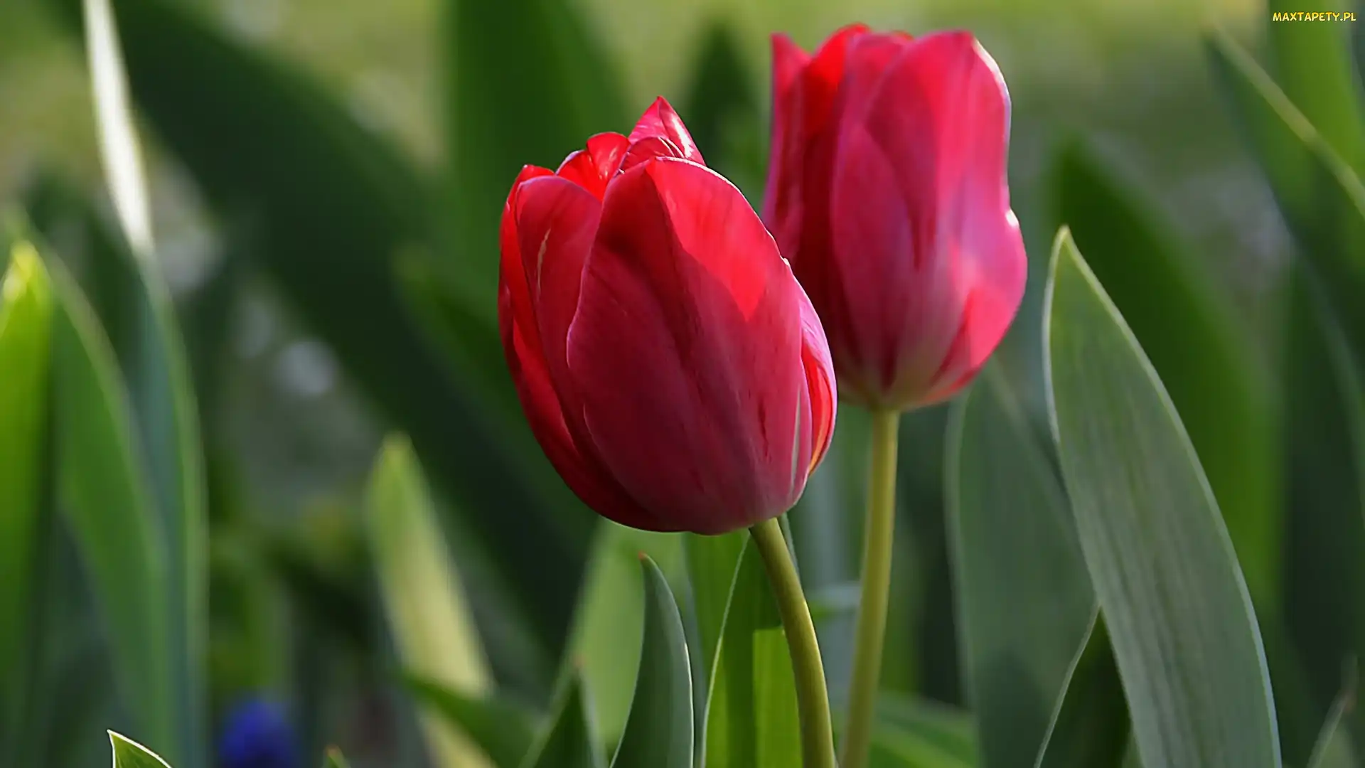 Czerwone, Tulipany, Dwa