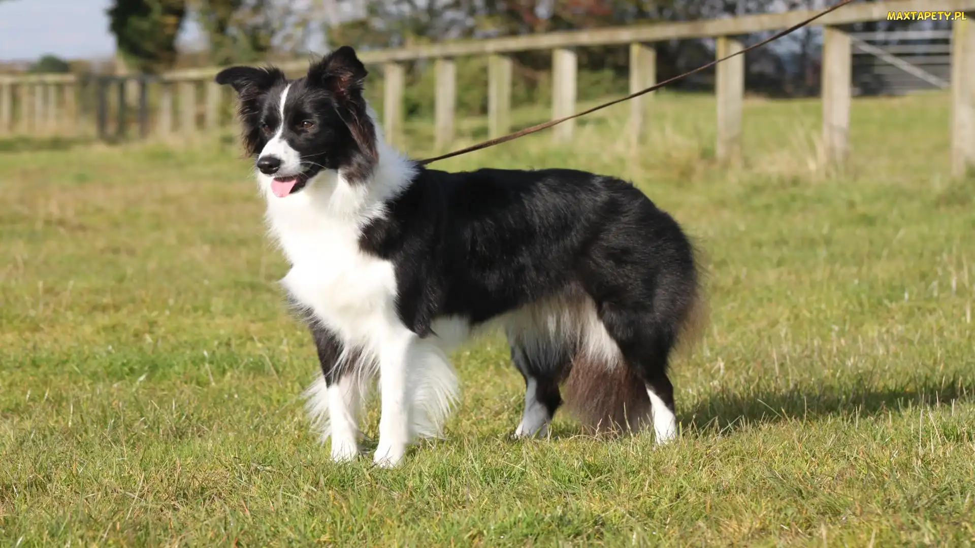 Trawa, Smycz, Pokaz, Border collie