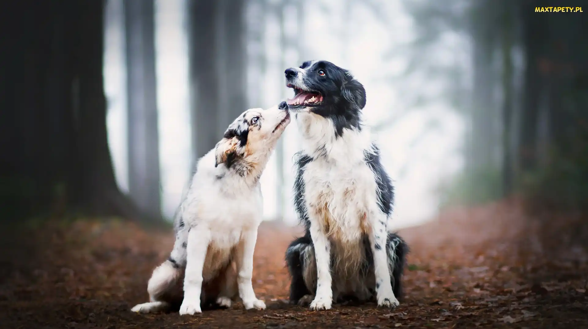 Dwa, Psy, Liście, Las, Dróżka, Border collie