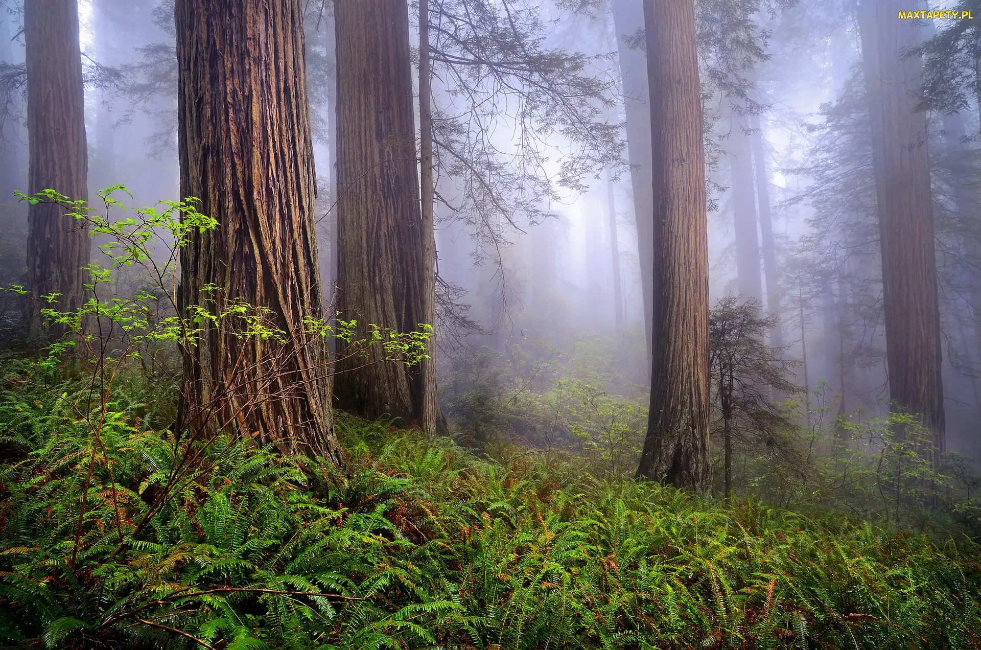 Kalifornia, Drzewa, Stany Zjednoczone, Las, Paprocie, Park Narodowy Redwood, Sekwoje, Mgła