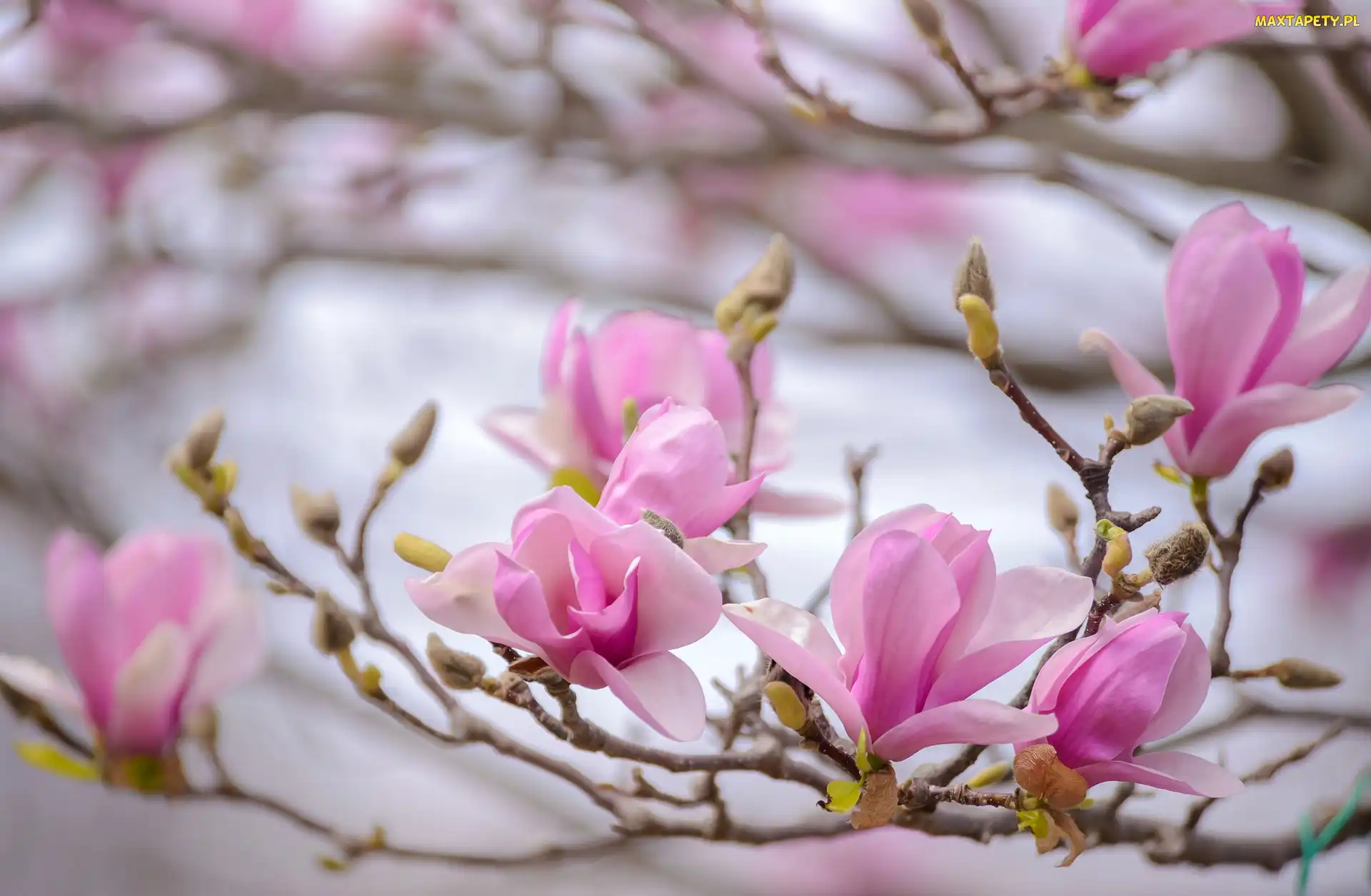 Magnolia, Wiosna, Kwiaty
