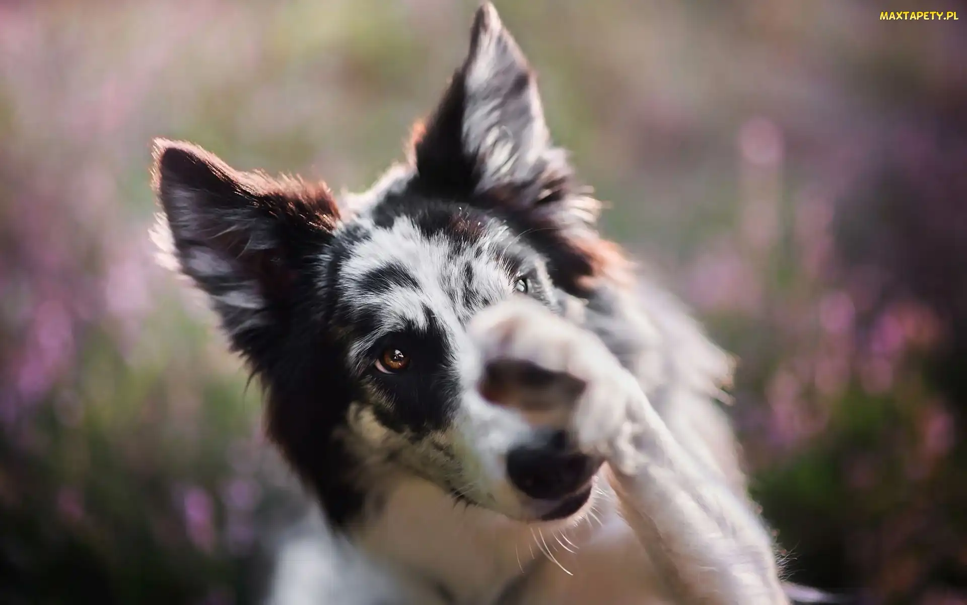 Pyszczek, Łapka, Border collie