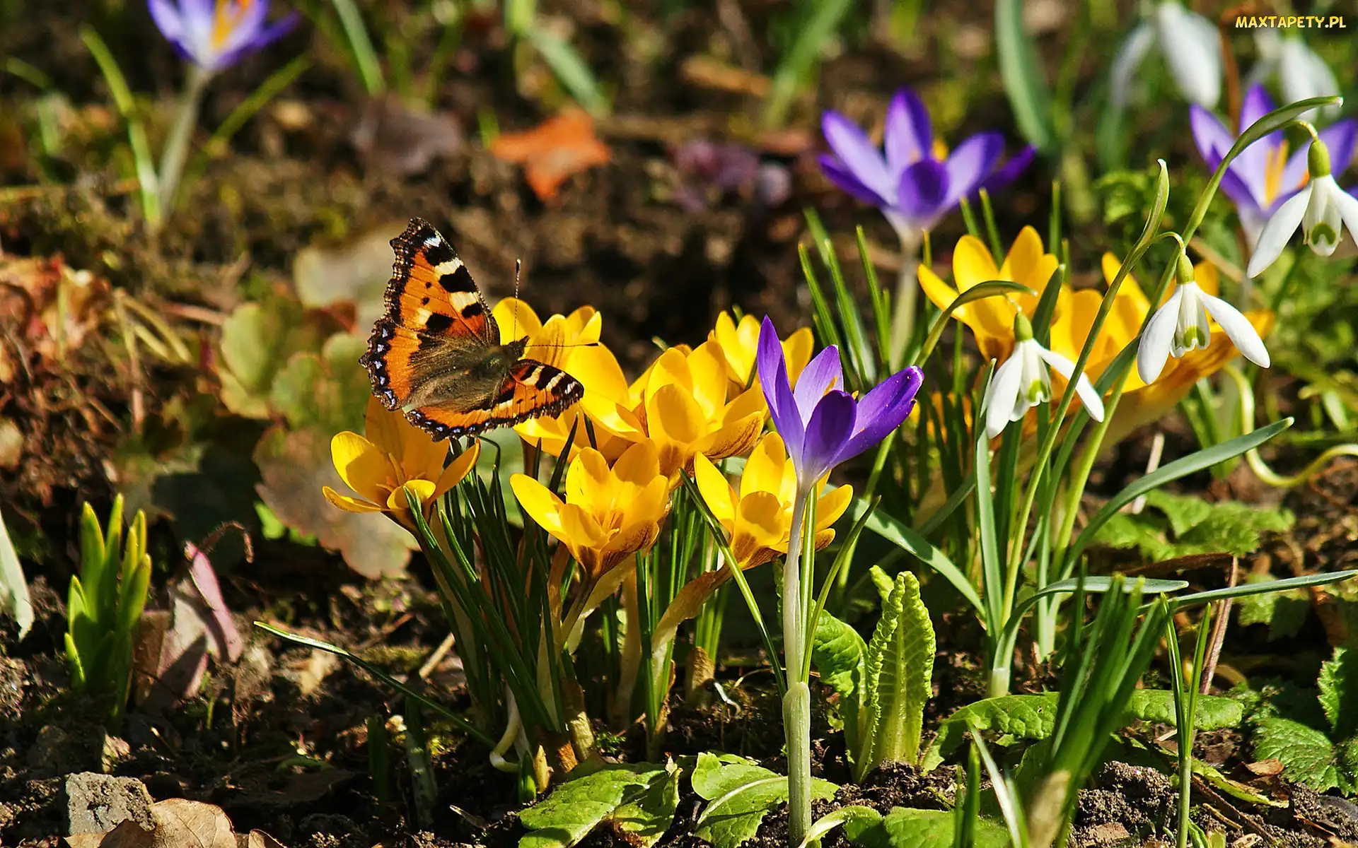 Motyl, Przebiśniegi, Wiosna, Krokusy
