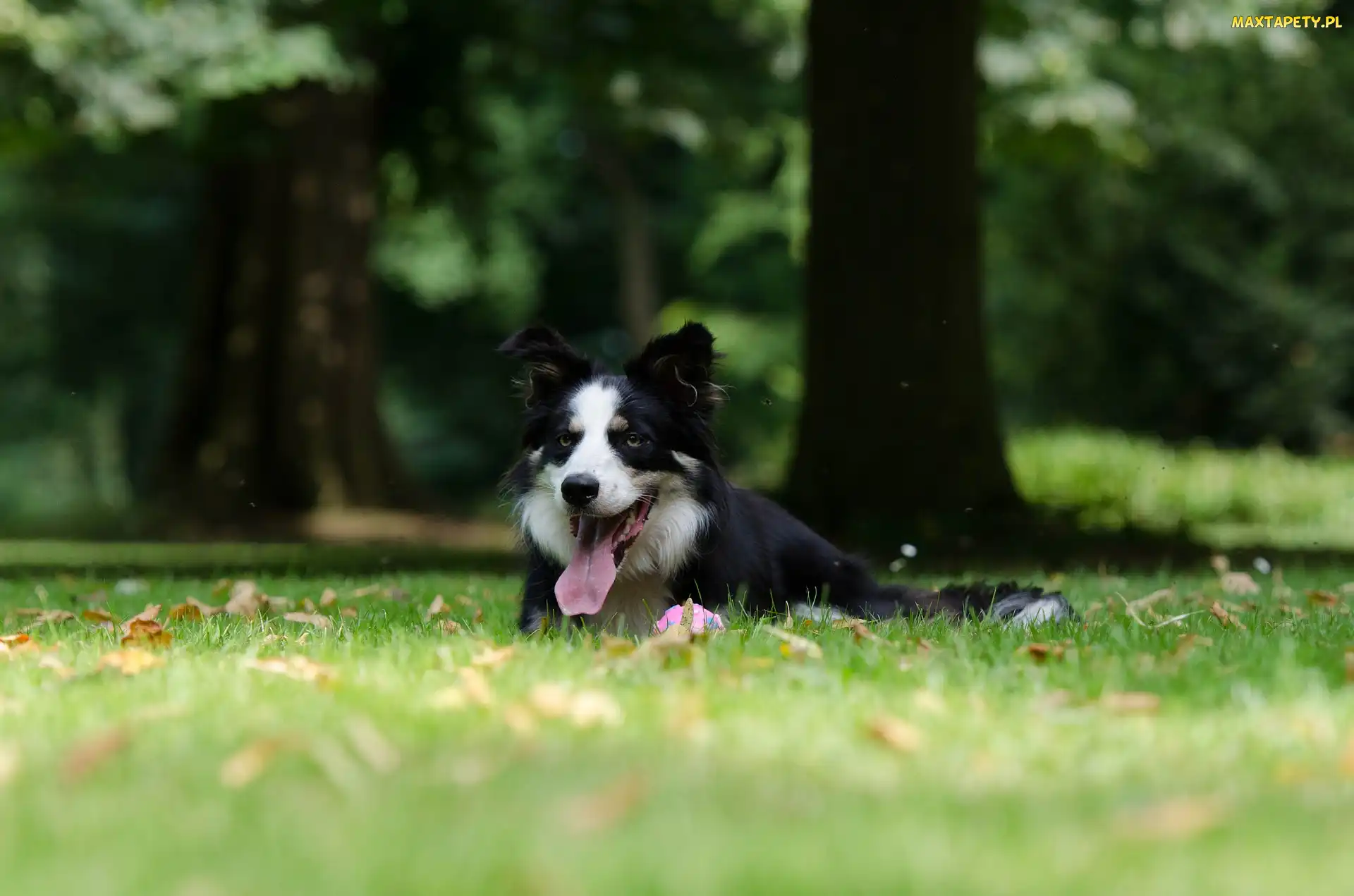 Liście, Jęzor, Border collie, Leżący, Łąka