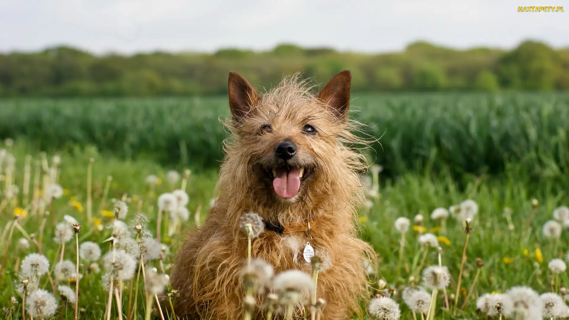 Dmuchawce, Łąka, Pies, Cairn terrier