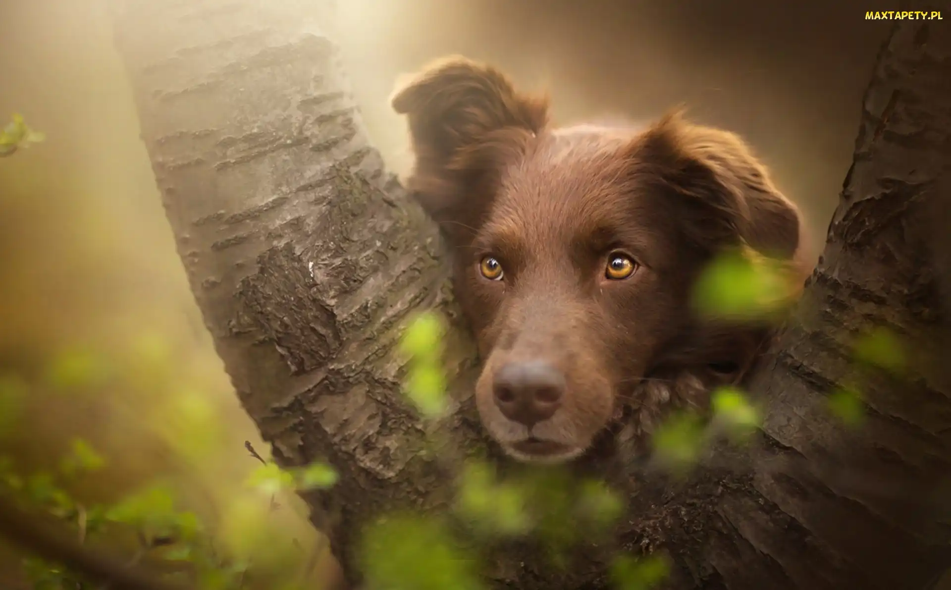 Owczarek australijski, Drzewo, Mordka, Australian shepherd