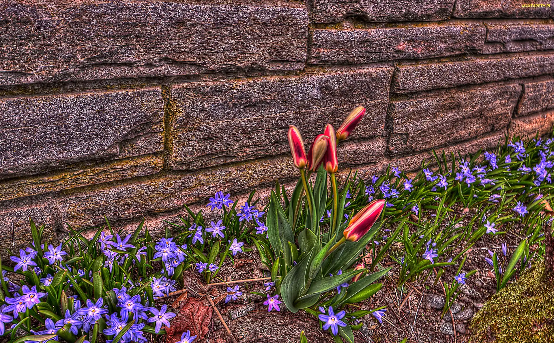 HDR, Śnieżnik lśniący, Mur, Tulipany