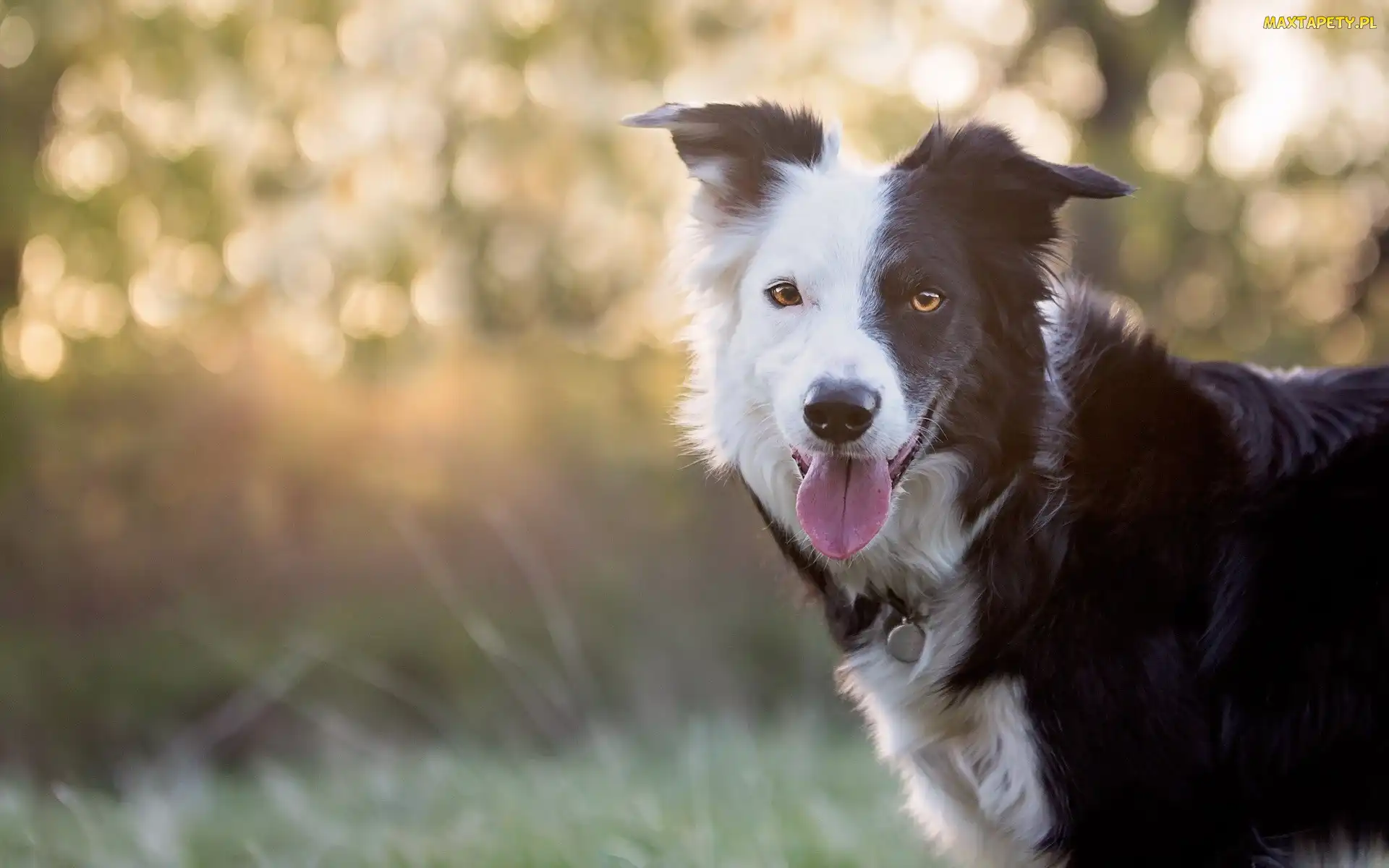 Pysk, Język, Border collie