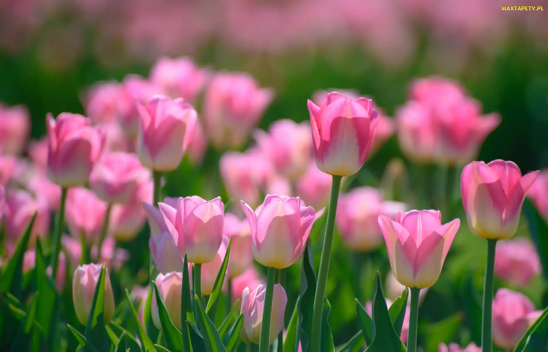 Tulipany, Wiosna, Kwiaty