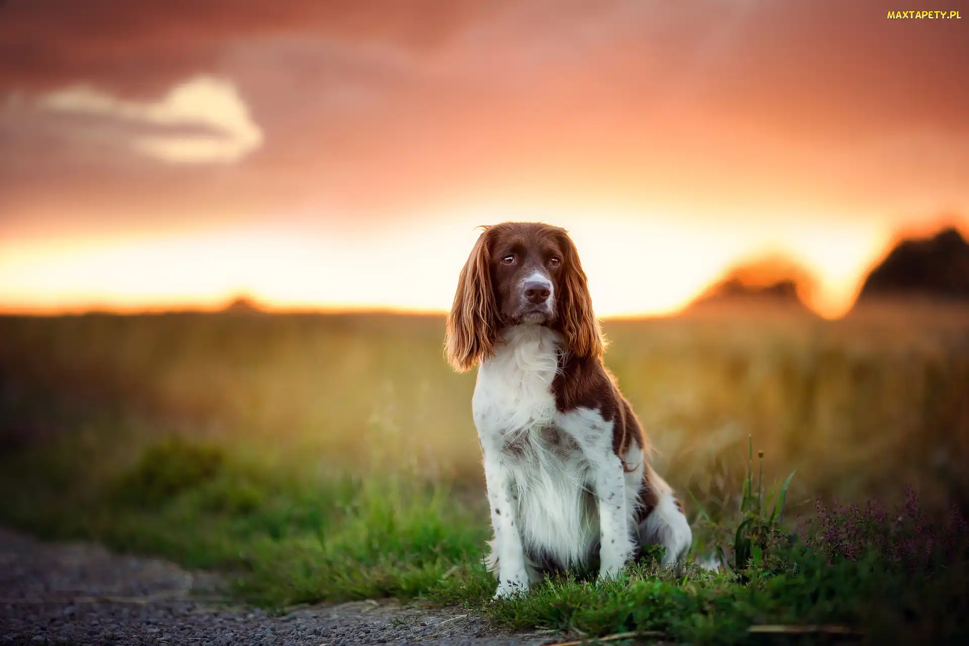 Pole, Trawa, Springer spaniel walijski