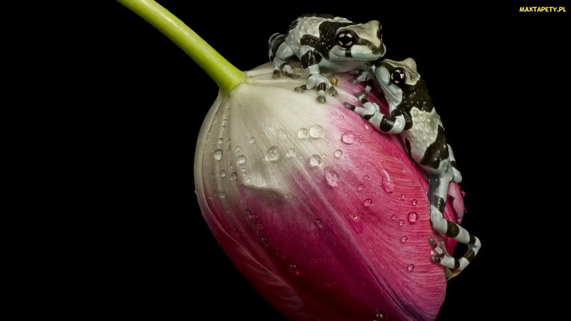 Amazońskie żaby mleczne, Żaby, Tulipan, Krople
