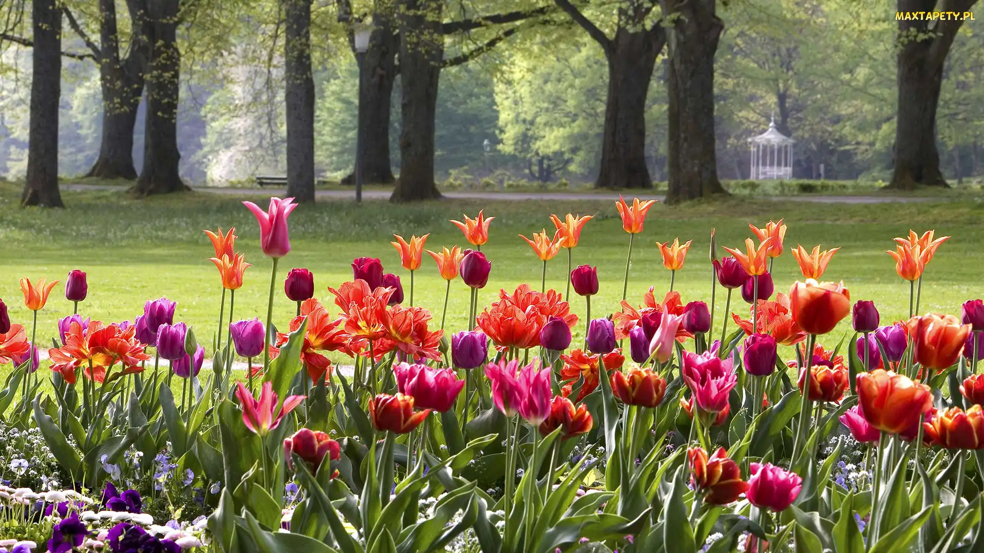 Drzewa, Tulipany, Baden-Baden, Niemcy, Wiosna, Park