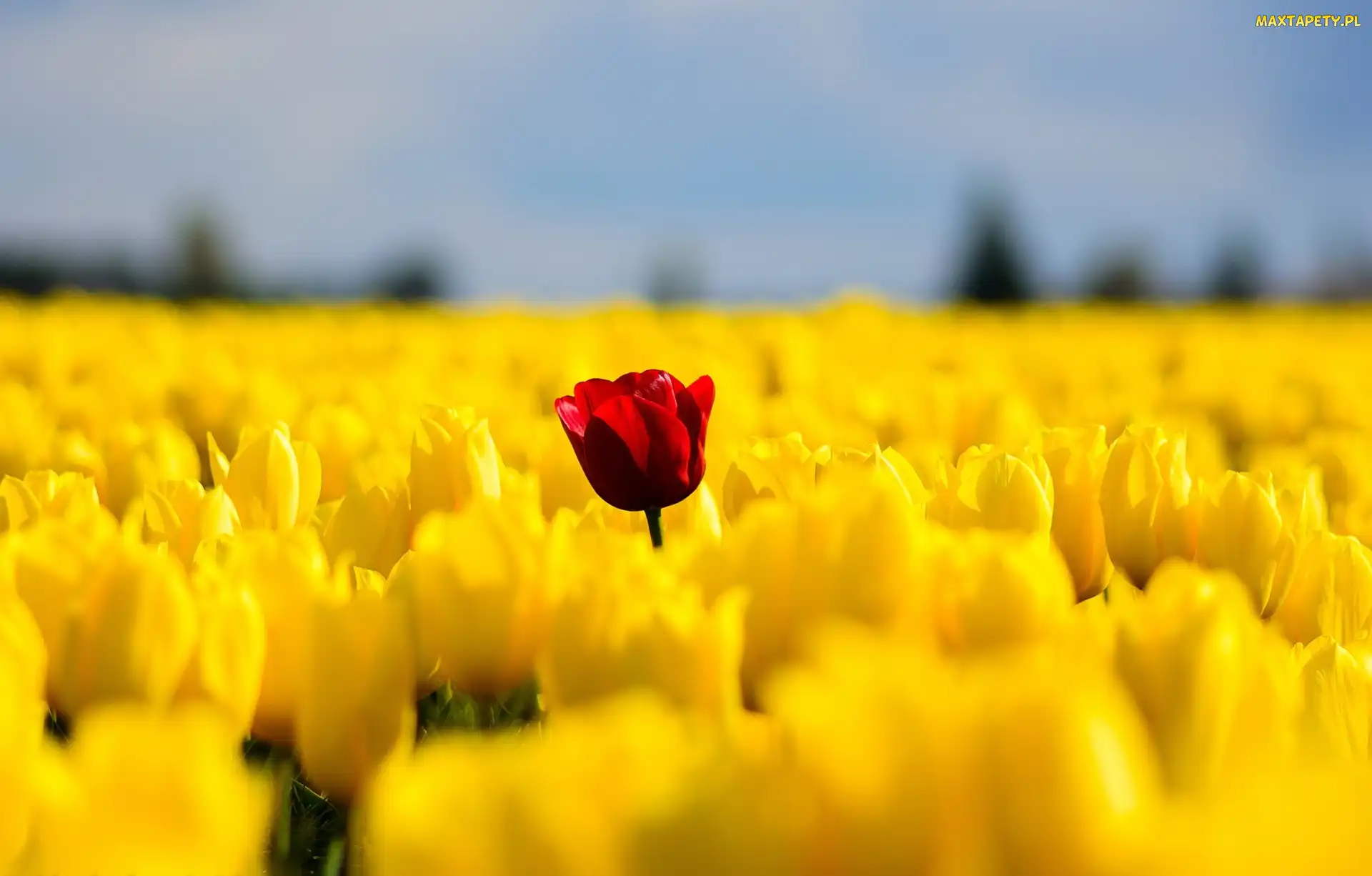 Tulipany, Wiosna, Kwiaty