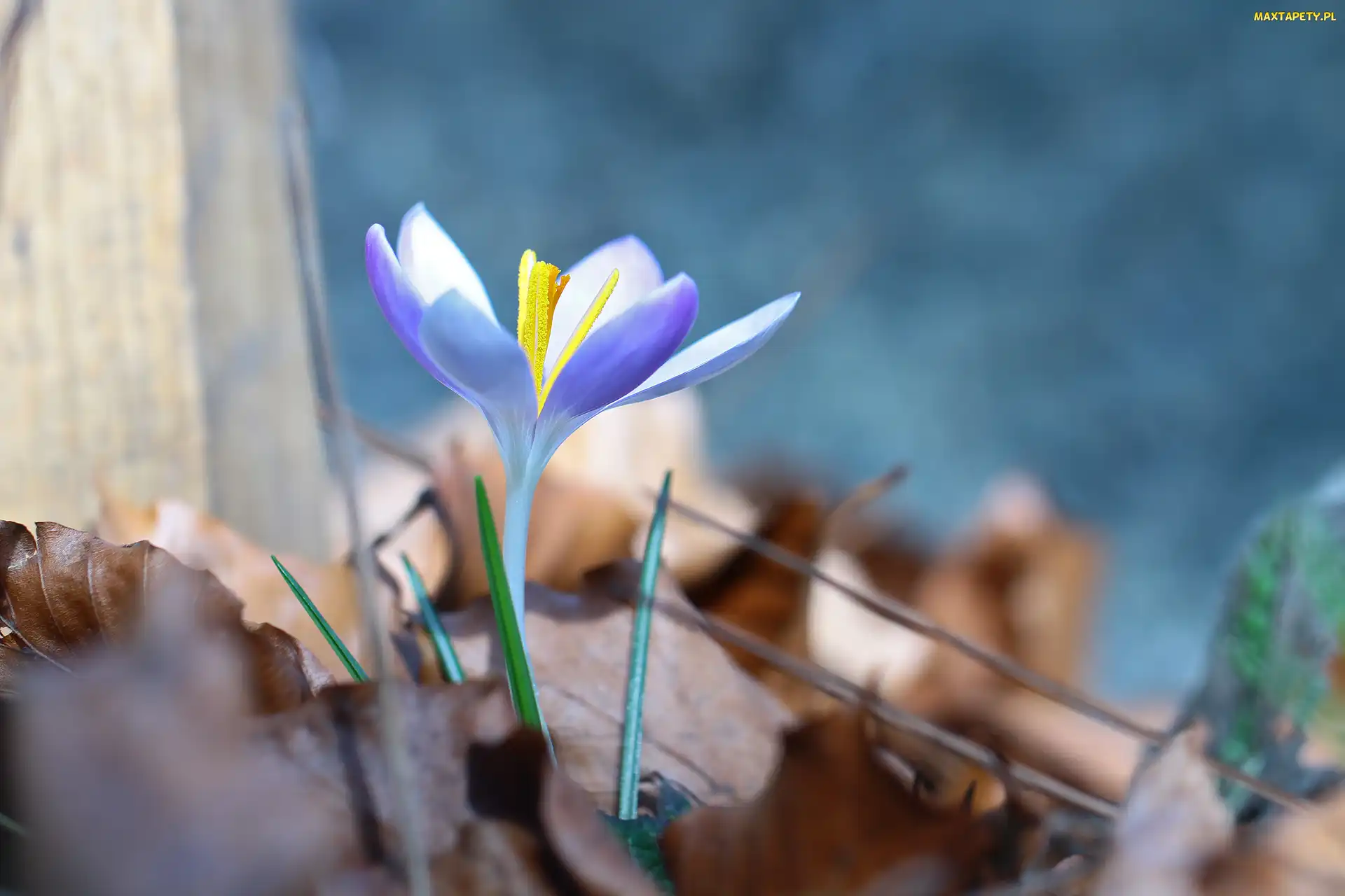 Kwiat, Krokus, Fioletowy