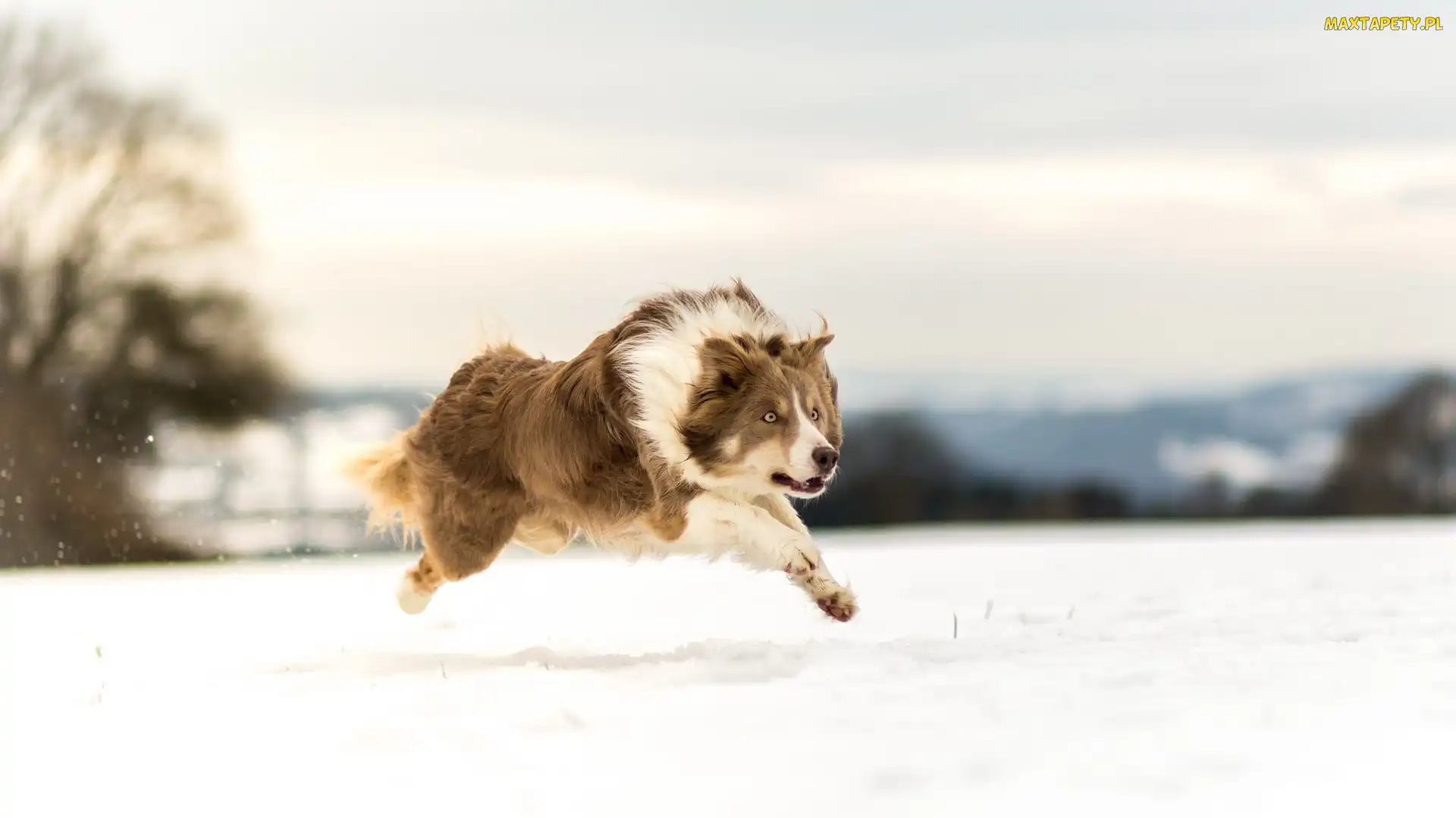 Bieg, Śnieg, Border collie
