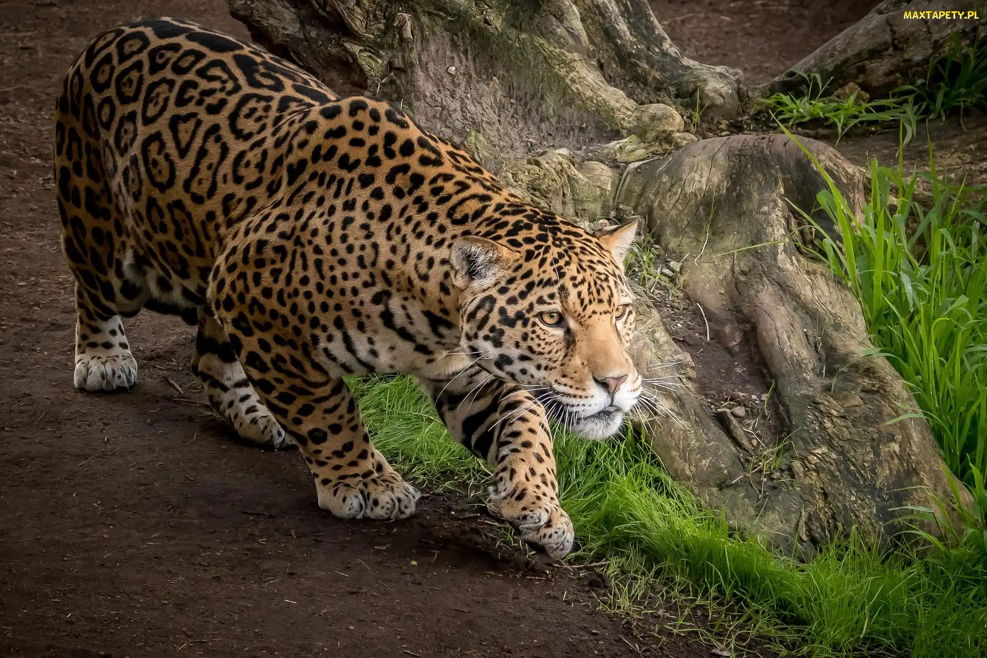 Jaguar, Ścieżka