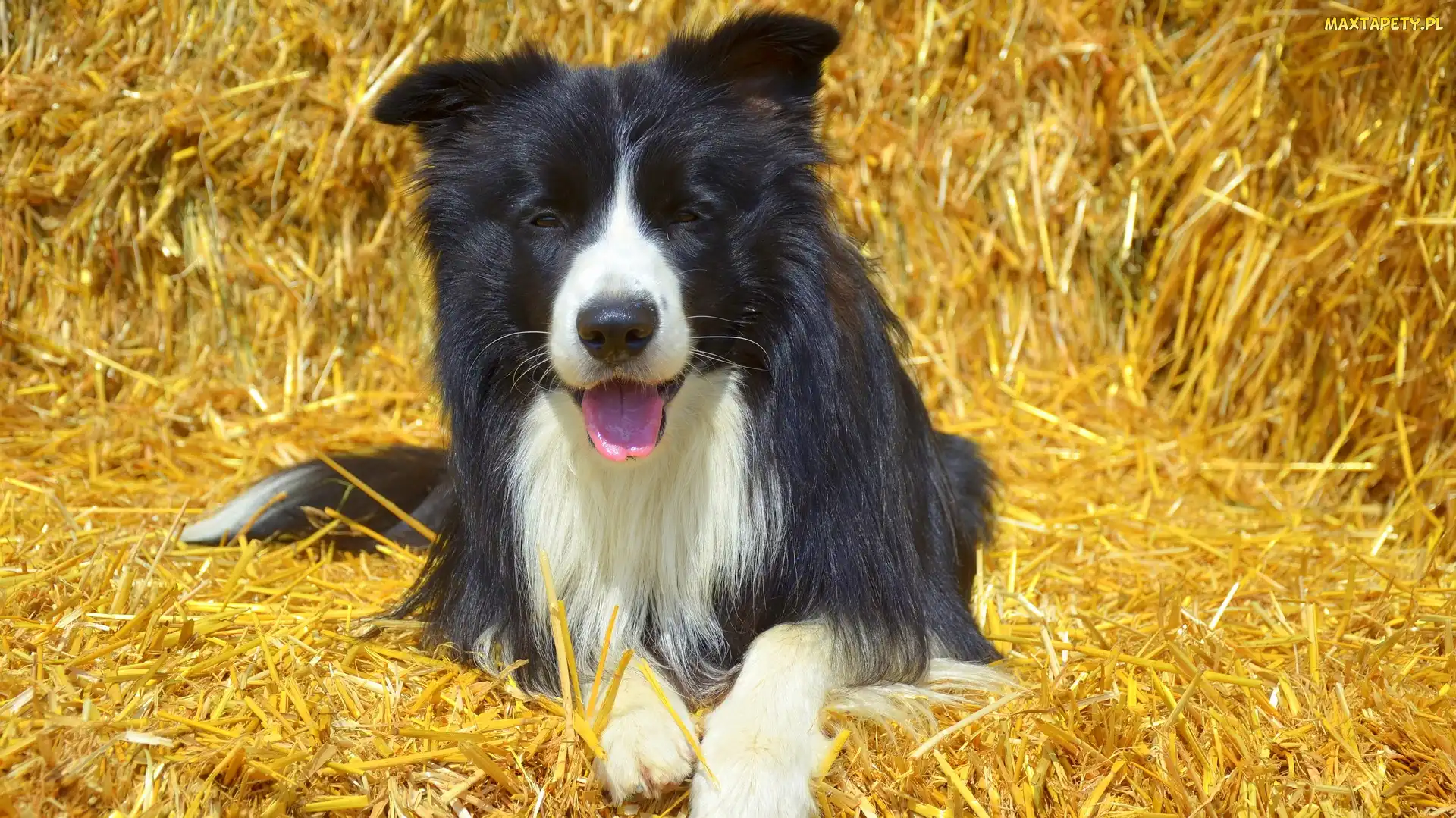 Border collie, Słoma, Leżący