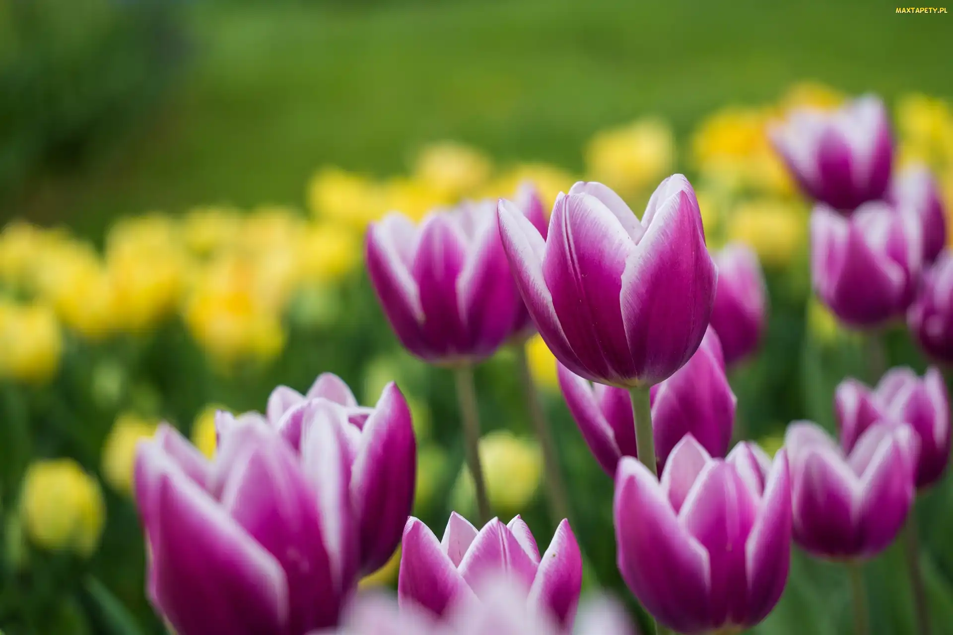 Kwiaty, Tulipany, Rozwinięte