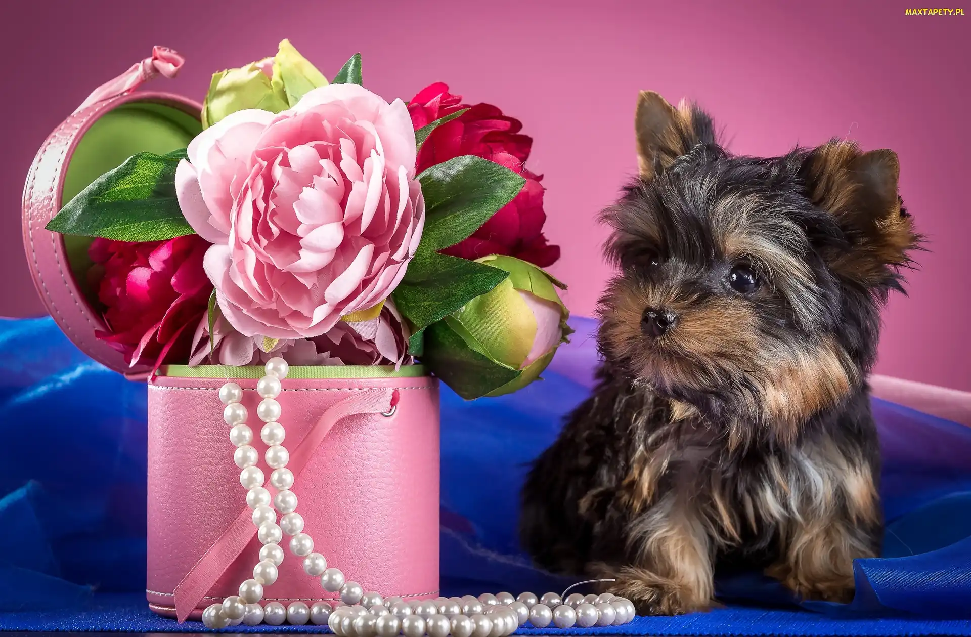 Yorkshire Terrier, Perły, Pudełko, Piwonie