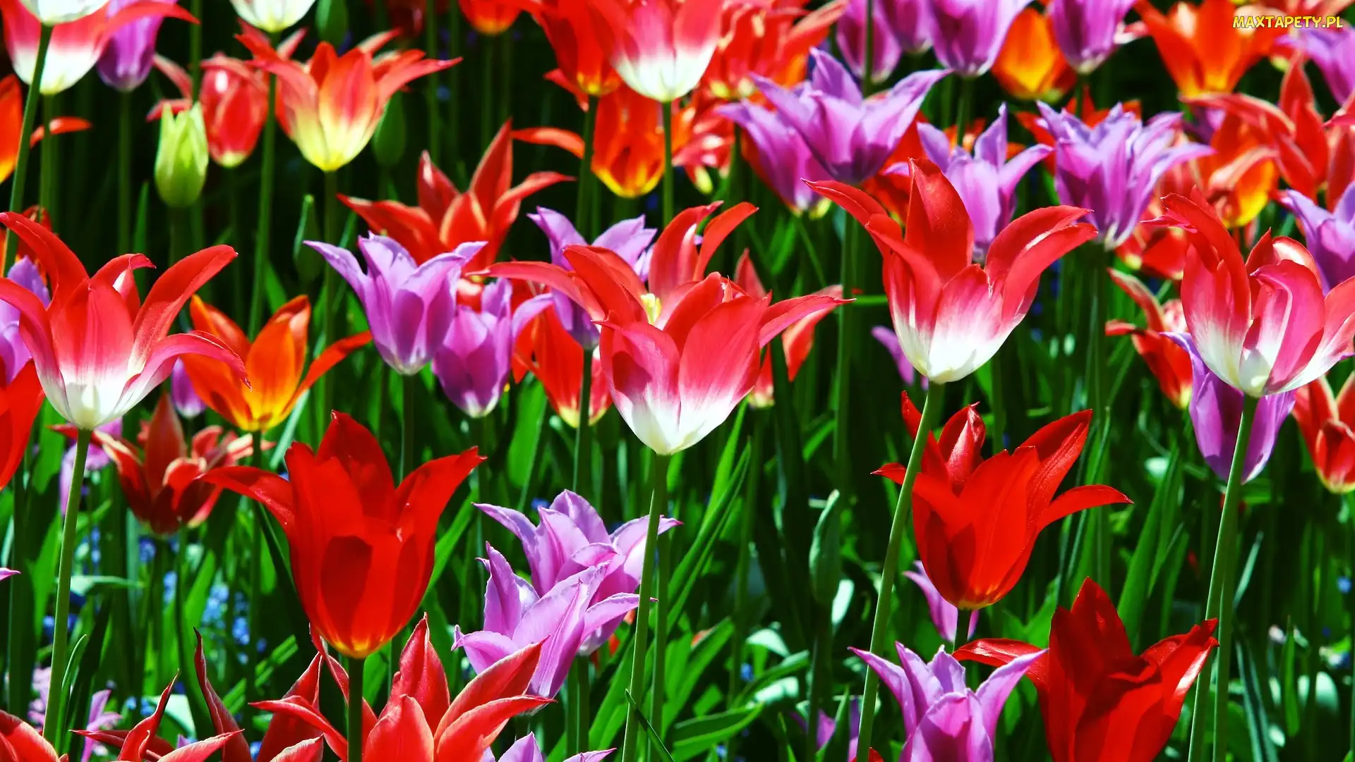 Rozwinięte, Tulipany, Kwiaty