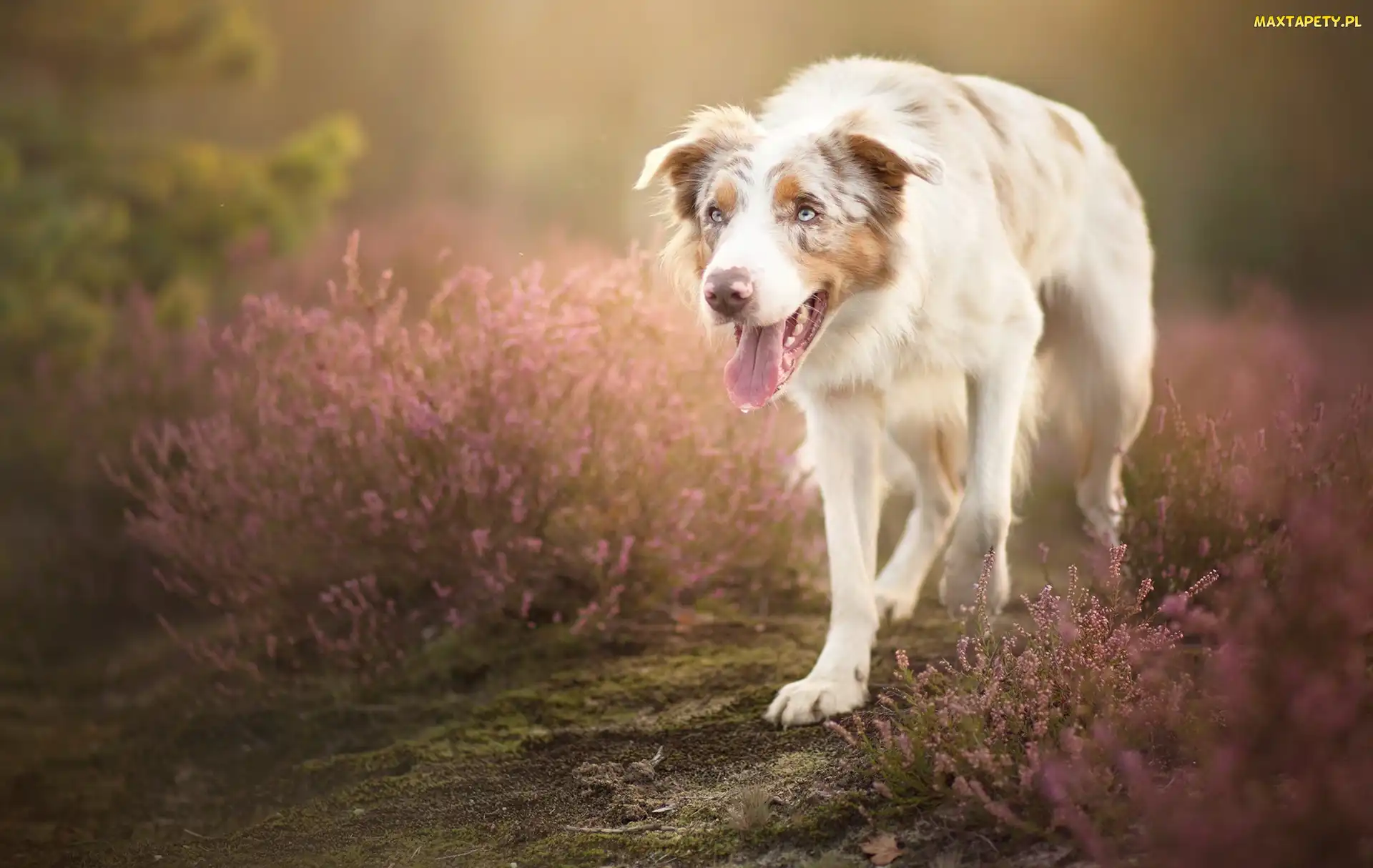Polana, Wrzos, Border collie