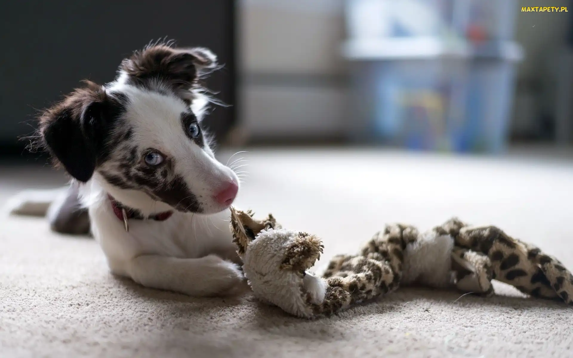Border Collie, Zabawka, Szczeniak