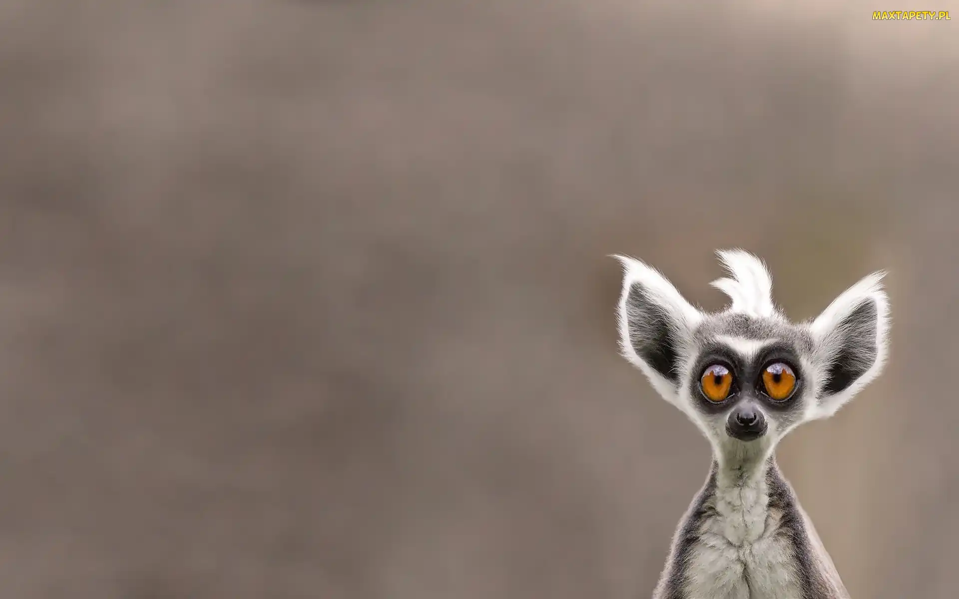 Śmieszny, Lemur