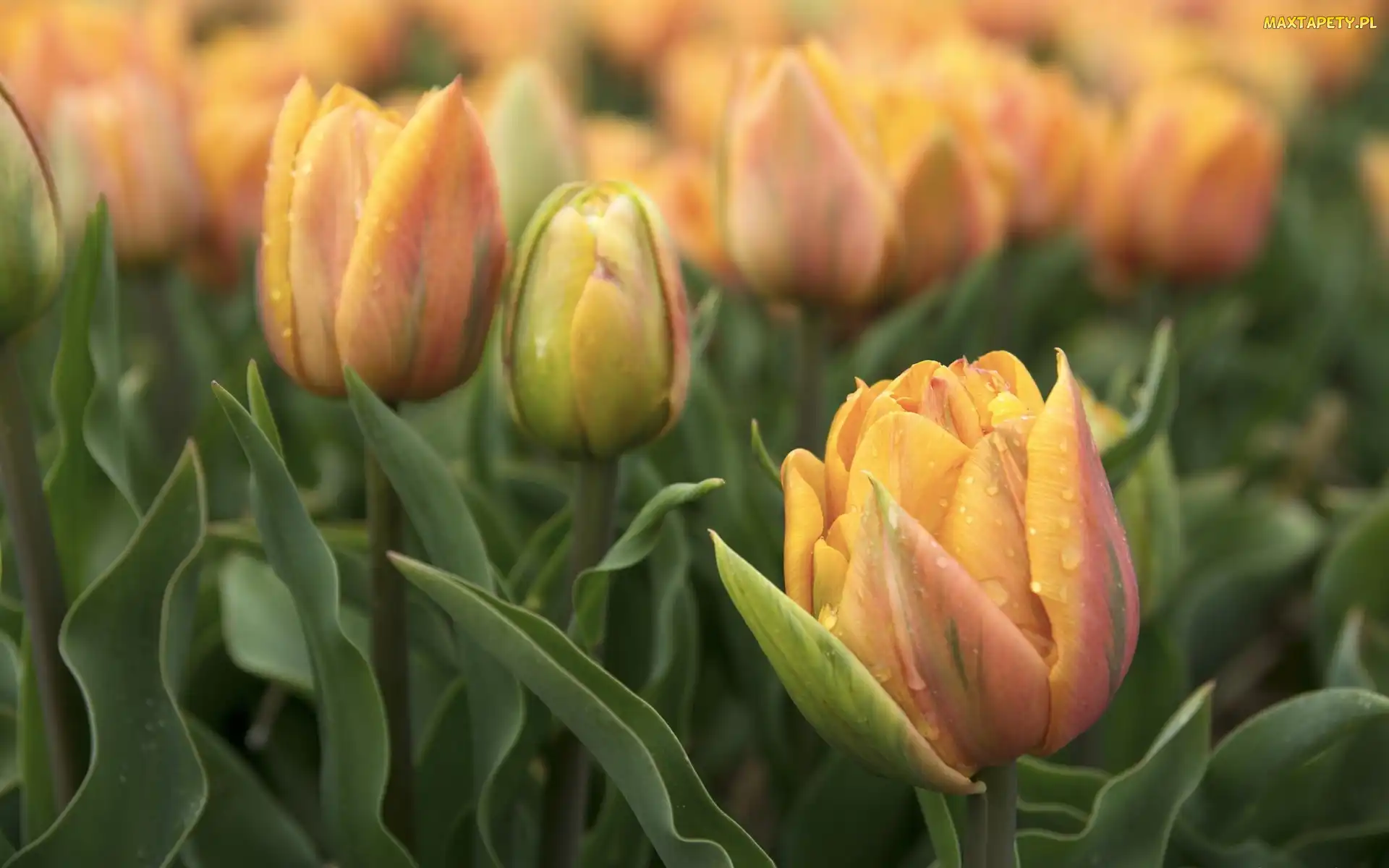 Tulipany pełne, Kwiaty