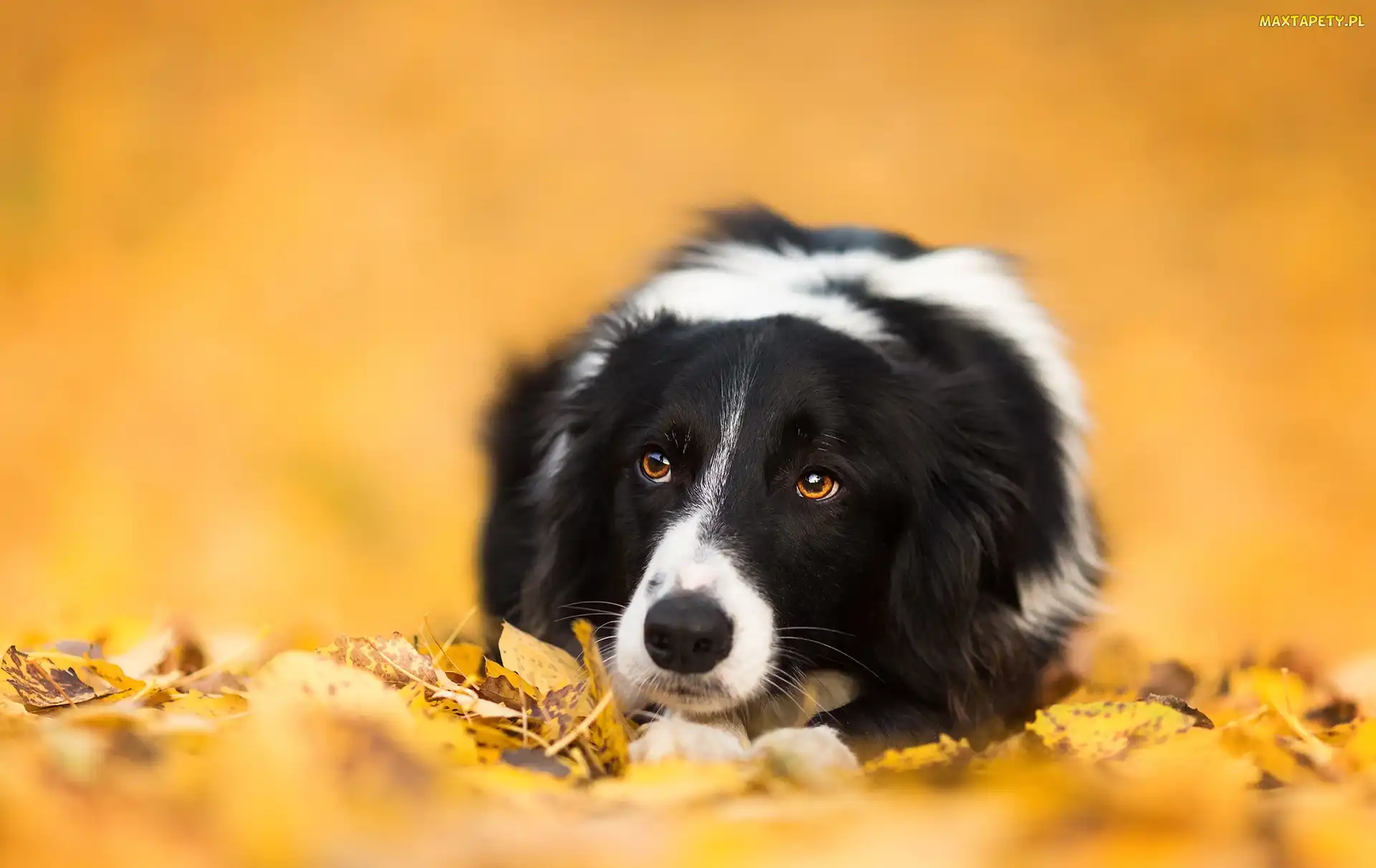 Border collie, Liście, Leżący