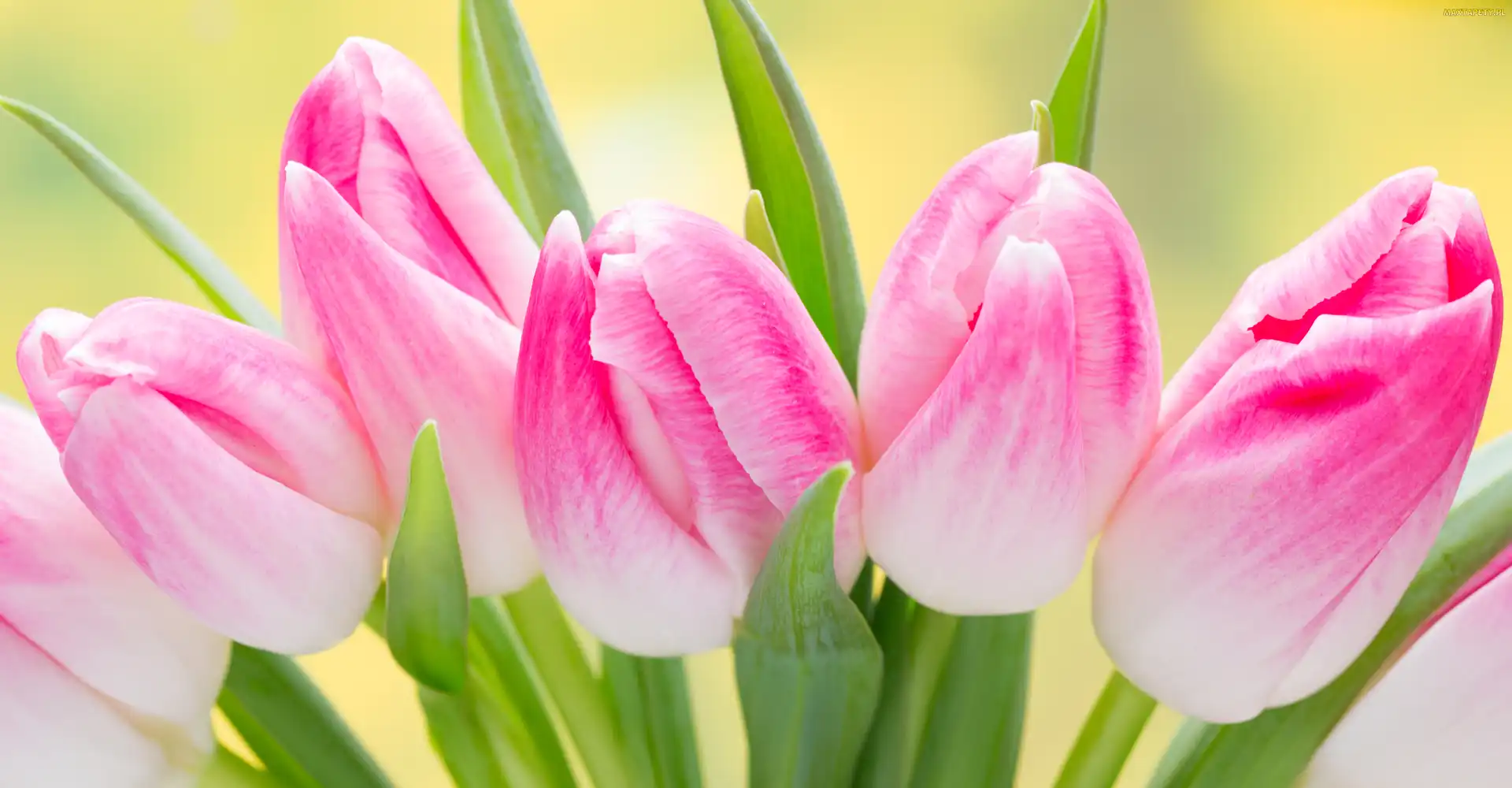 Tulipany, Pąki, Różowe