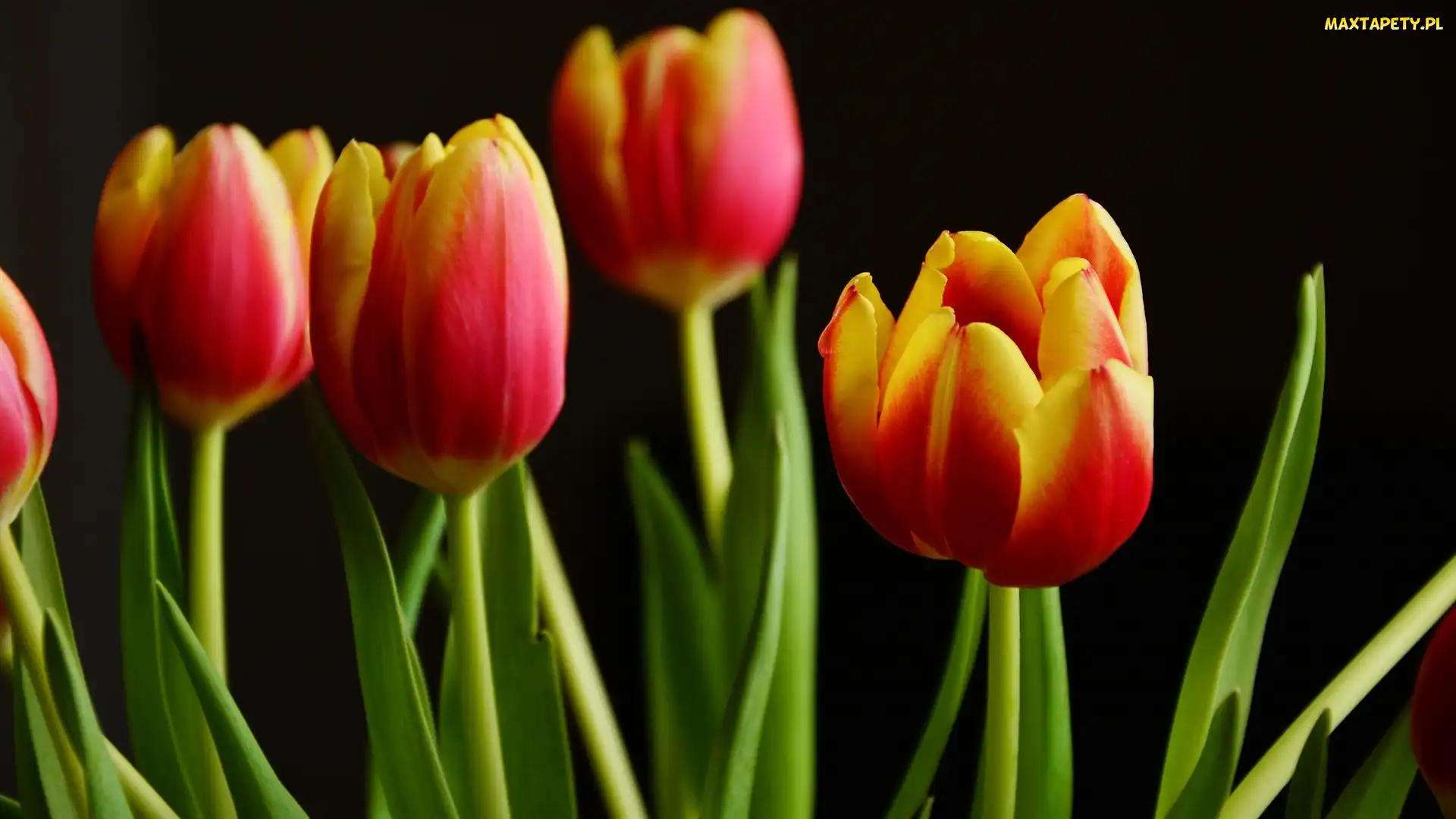 Tulipany, Czerwono-żółte