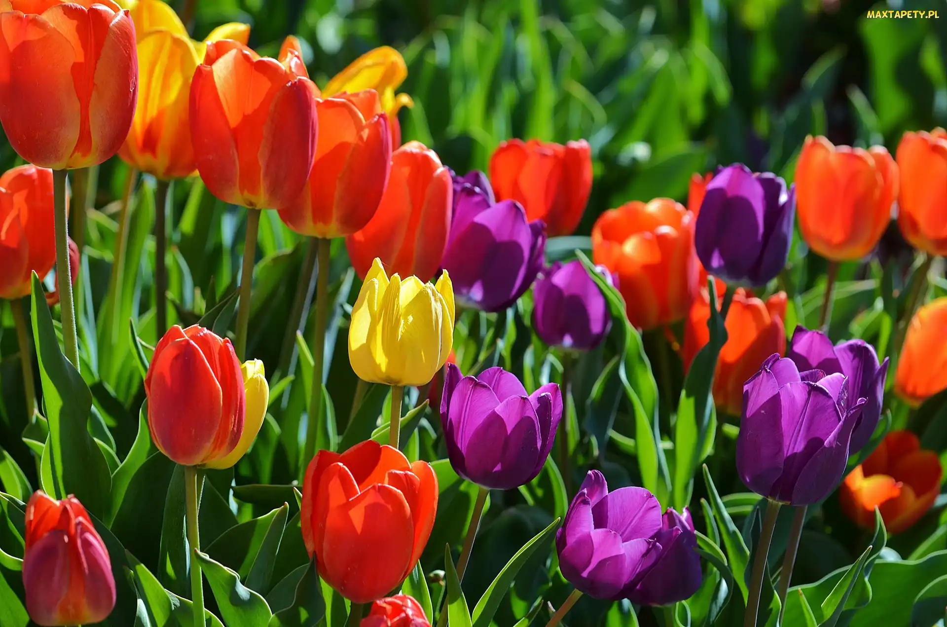 Tulipany, Kolorowe