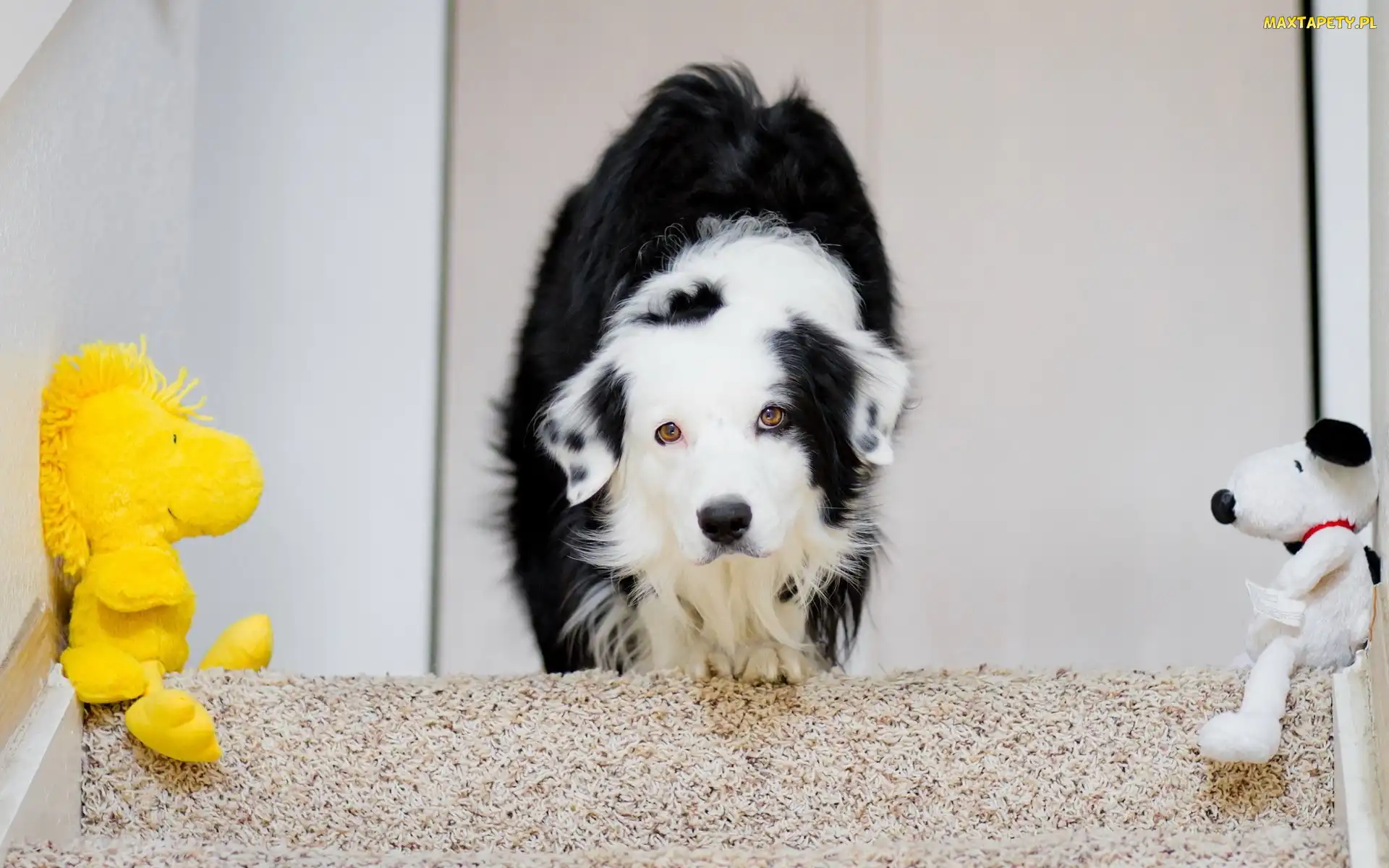 Border collie, Maskotki, Schody