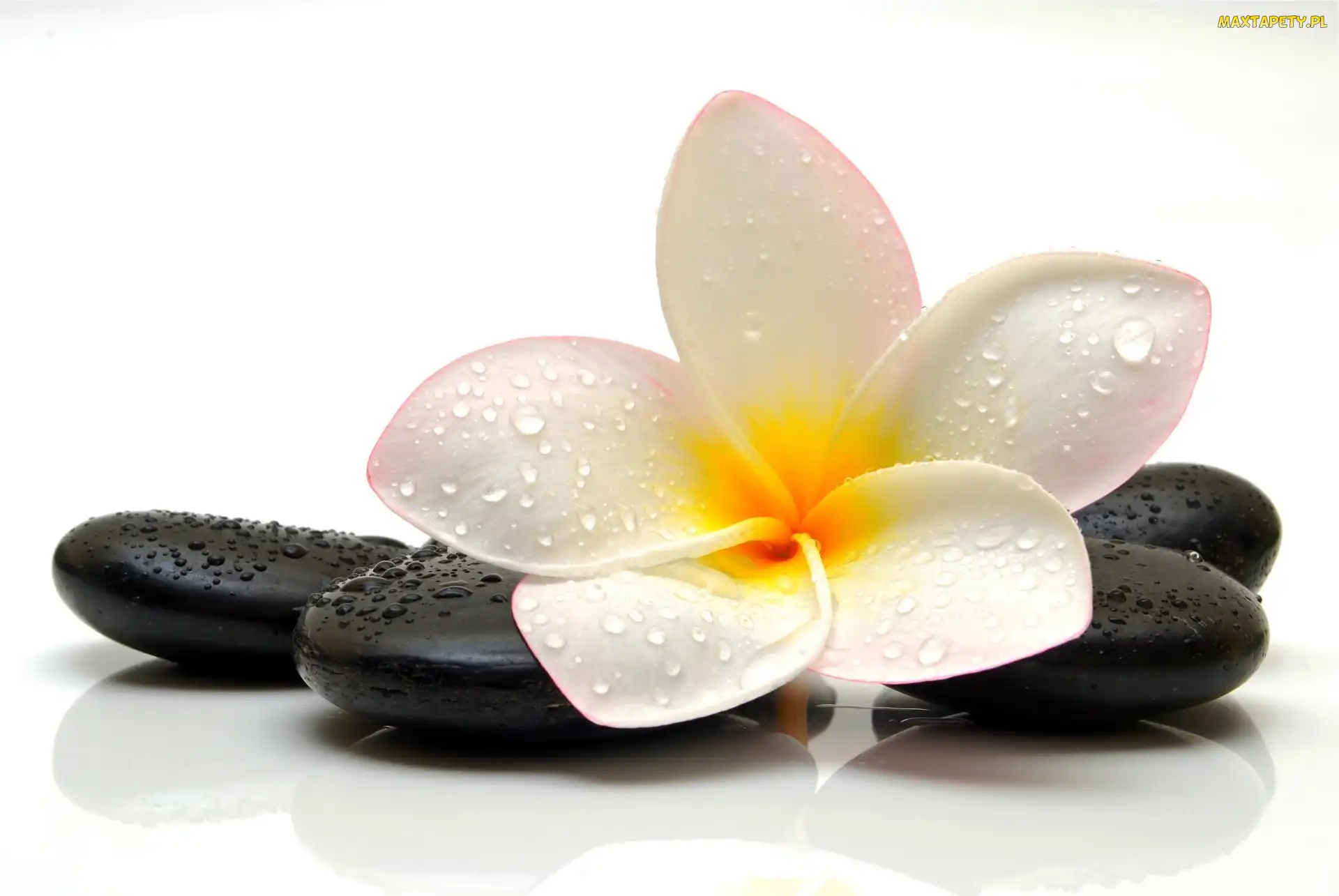 Kwiat, Krople, Kamienie, Plumeria