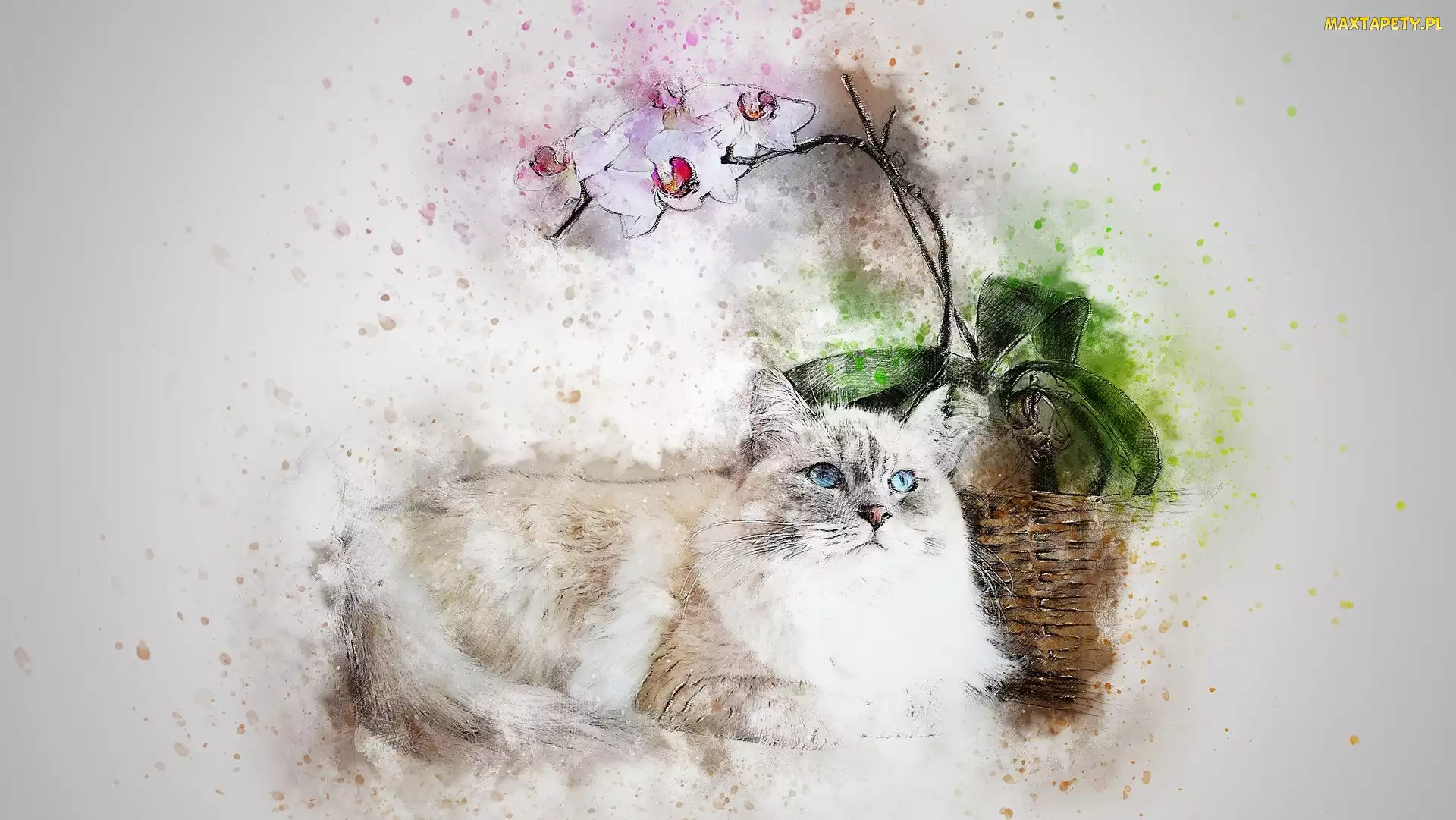 Storczyk, Paintography, Kot