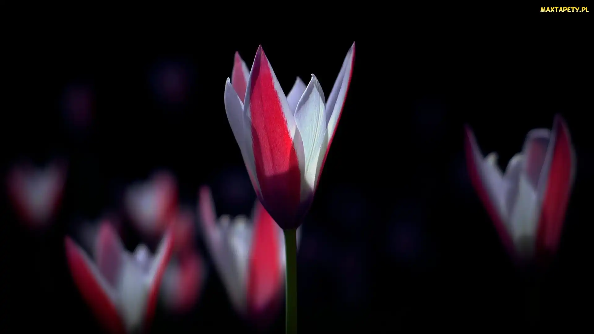 Tulipany, Dwukolorowe