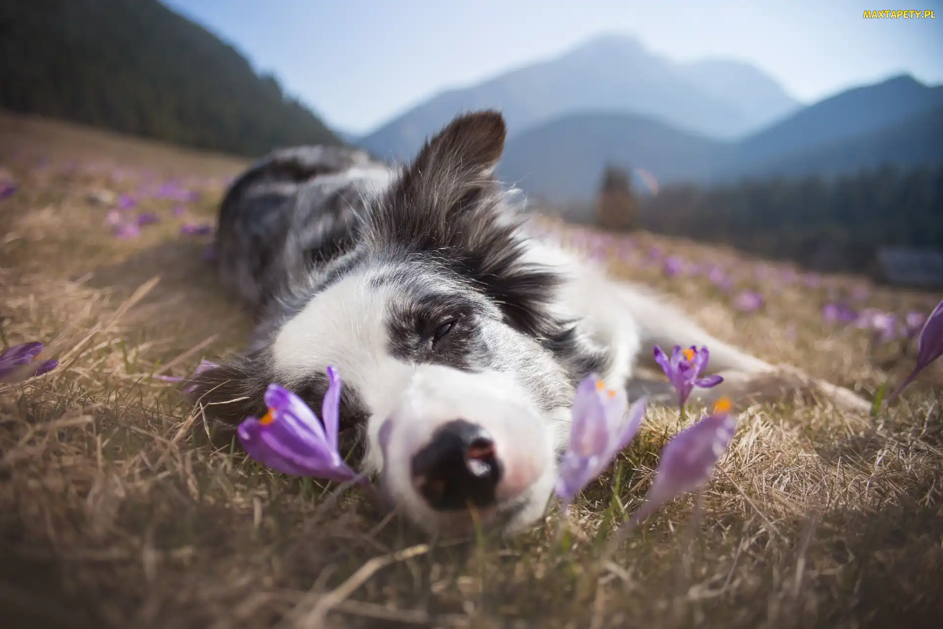 Góry, Krokusy, Border collie, Spiący, Łąka, Trawa