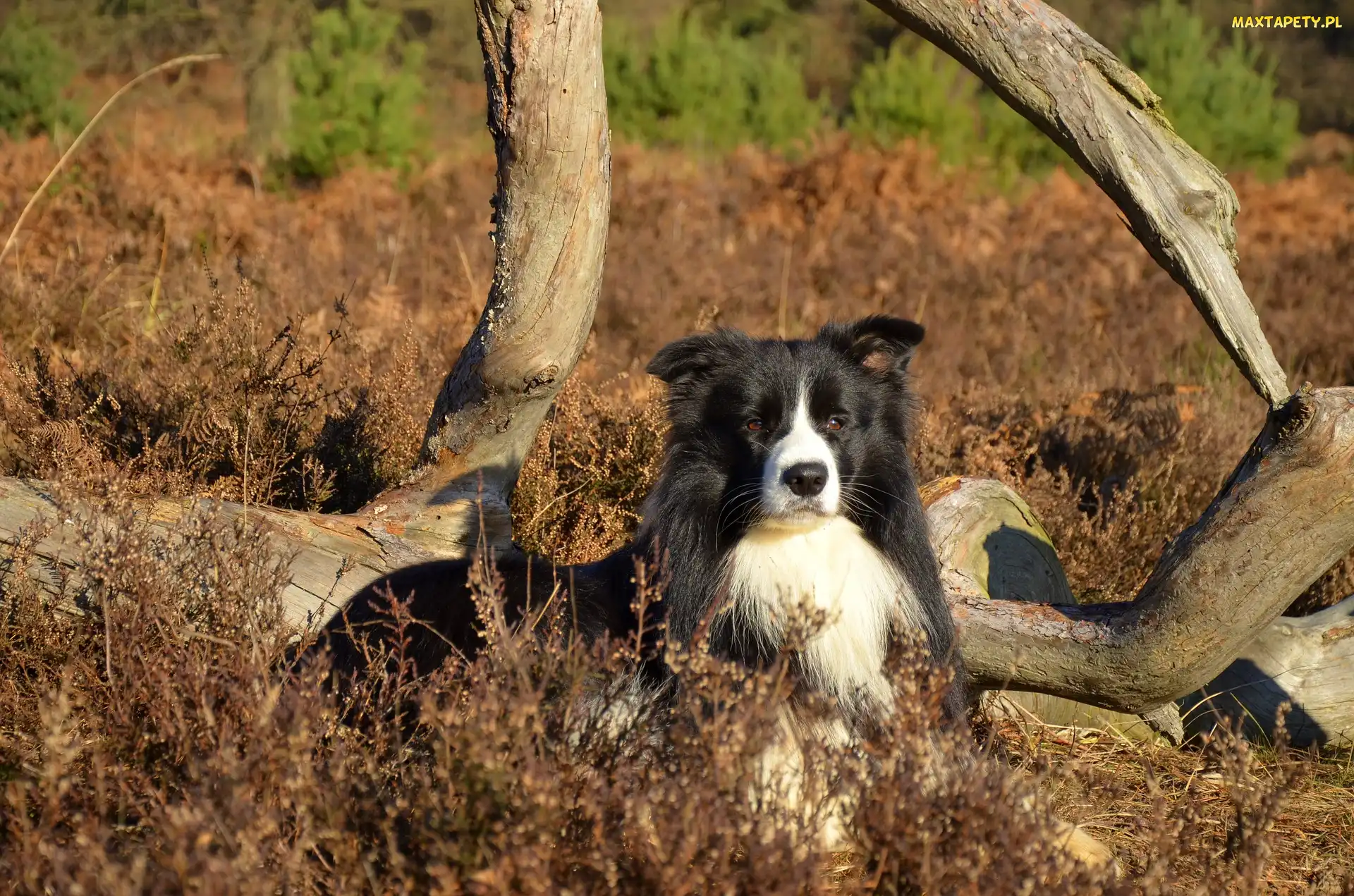 Konary, Rośliny, Border collie, Łąka