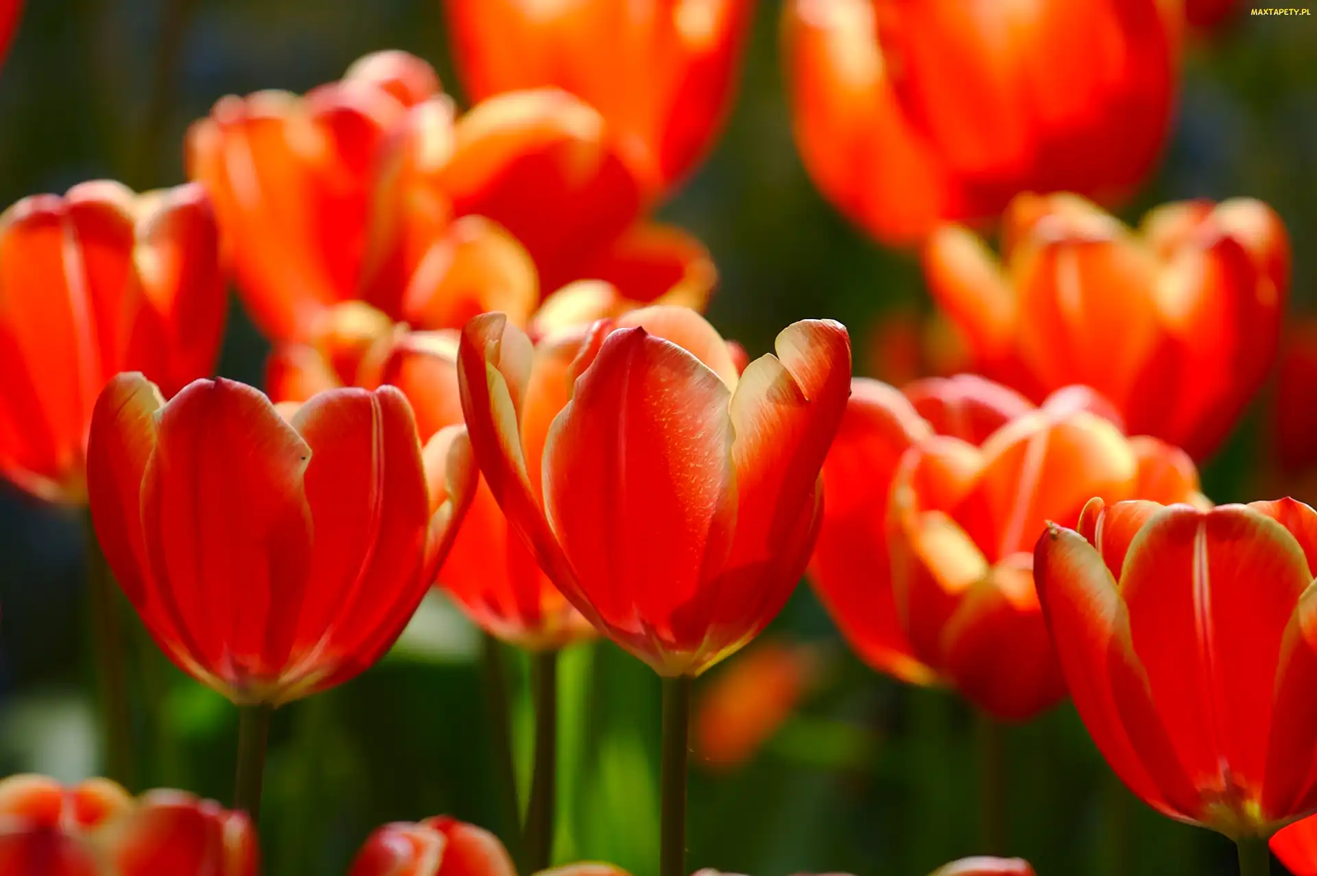 Przyroda, Tulipany, Kwiaty