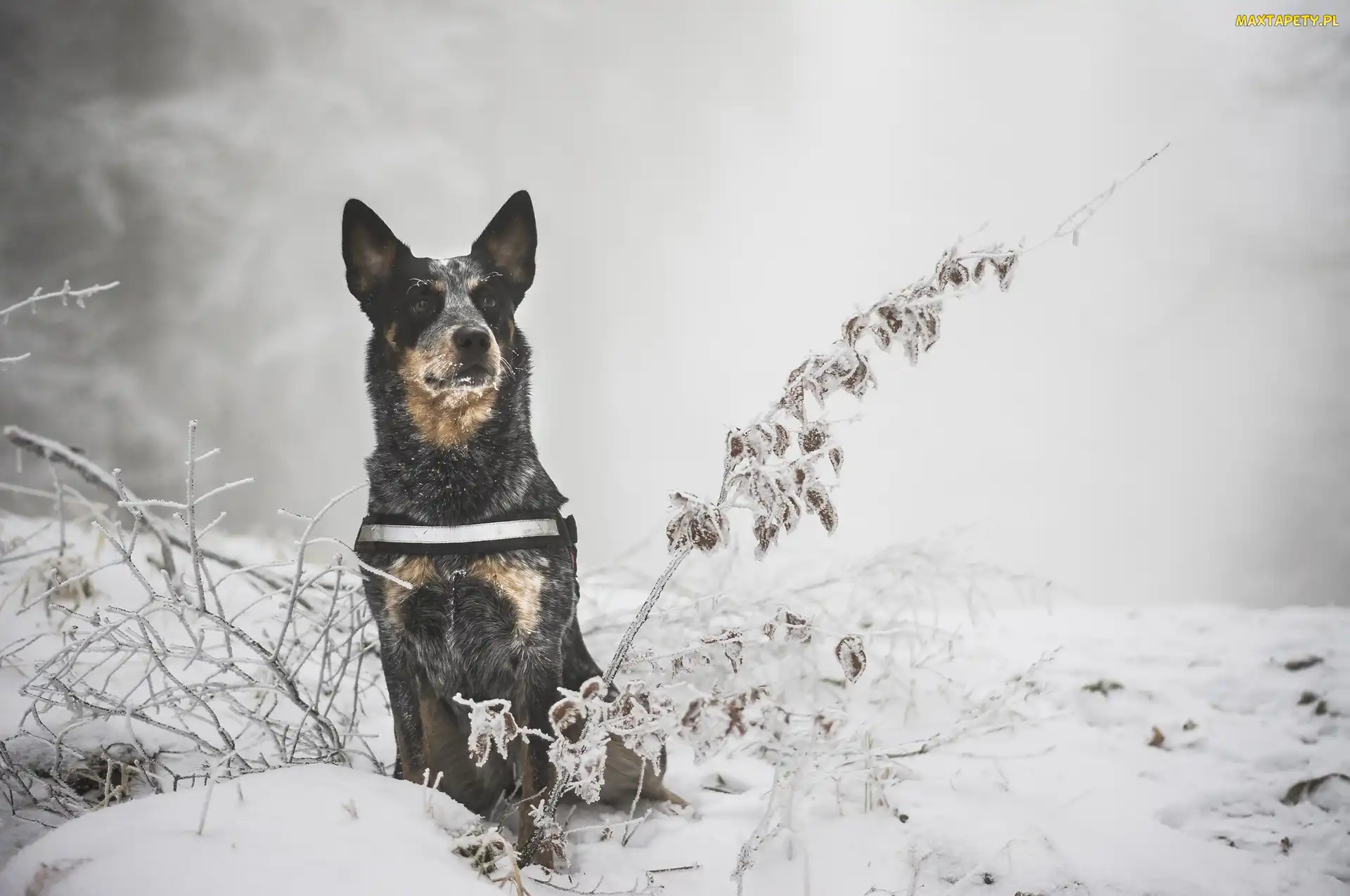 Zima, Rośliny, Gałązki, Śnieg, Australian cattle dog
