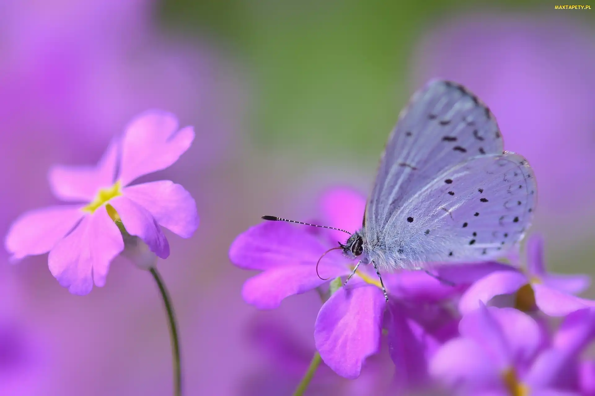 Makro, Kwiaty, Motyl, Modraszek wieszczek