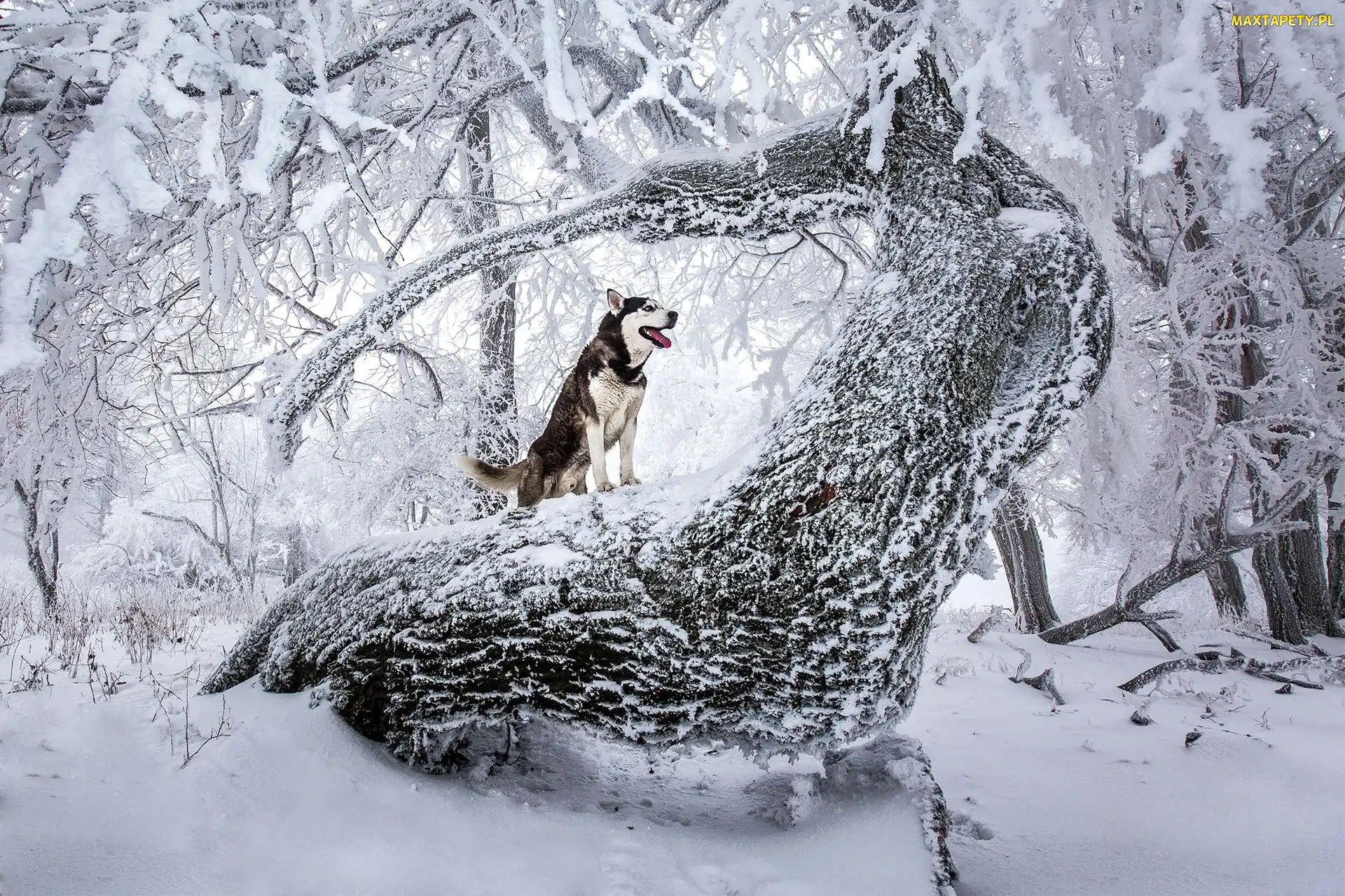 Zaśnieżone, Siberian Husky, Pies, Drzewa, Zima