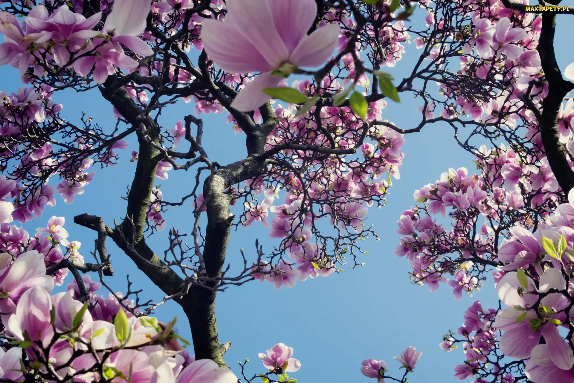 Kwiaty, Wiosna, Magnolia