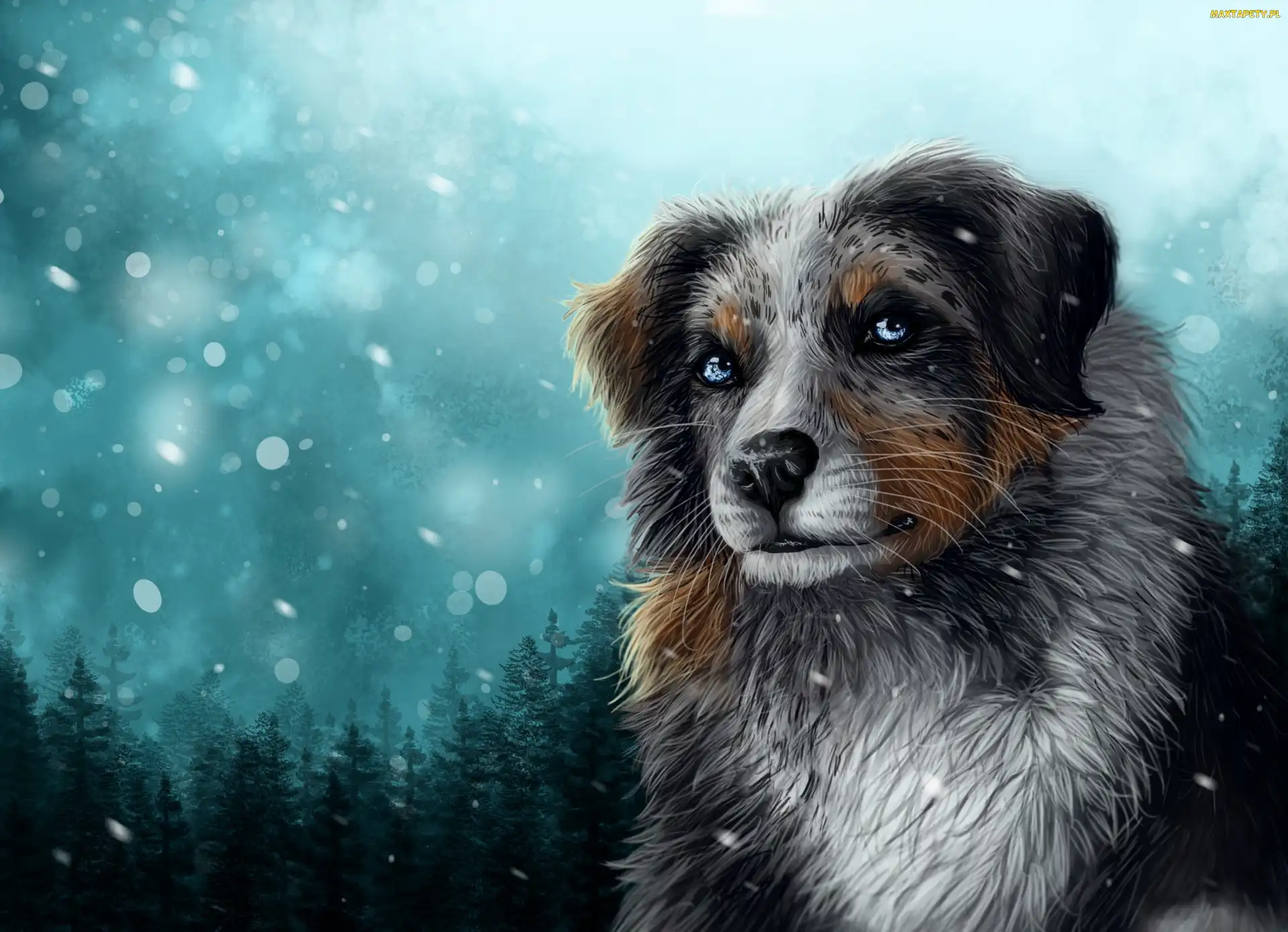 Grafika 2D, Owczarek australijski, Pies, Zima