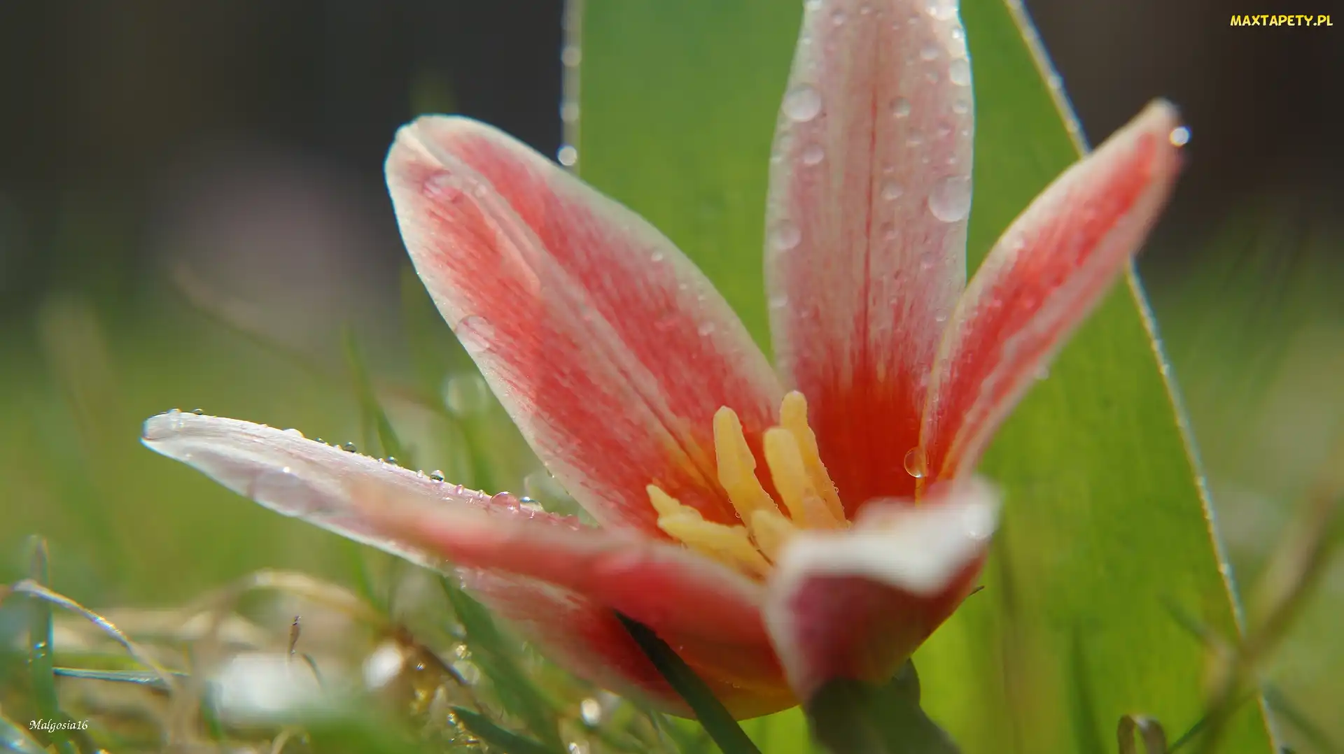 Kwitnący, Tulipan botaniczny