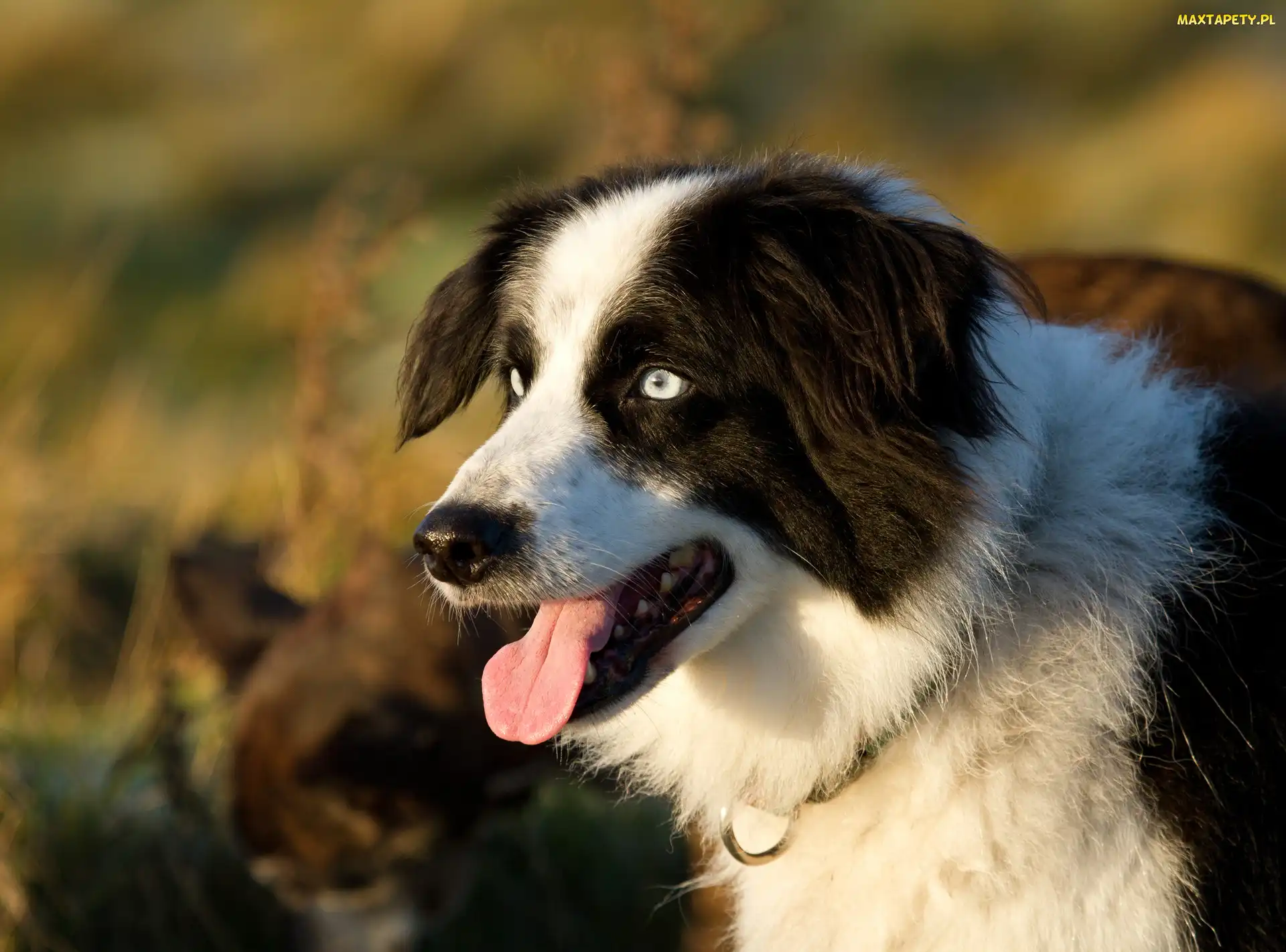 Język, Pysk, Border collie, Głowa