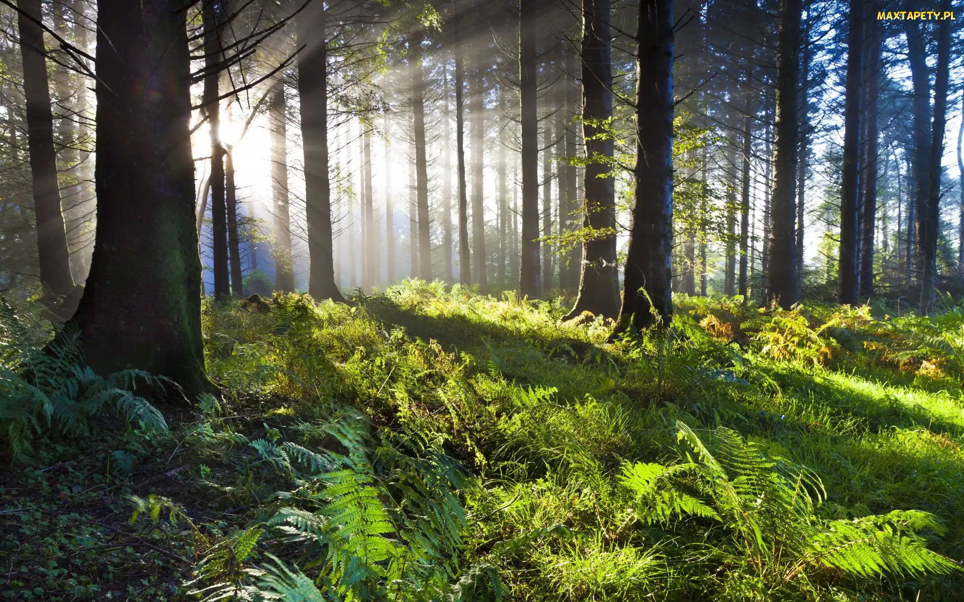 Irlandia, Union Wood, Przebijające światło, Drzewa, Paprocie, Las dębowy